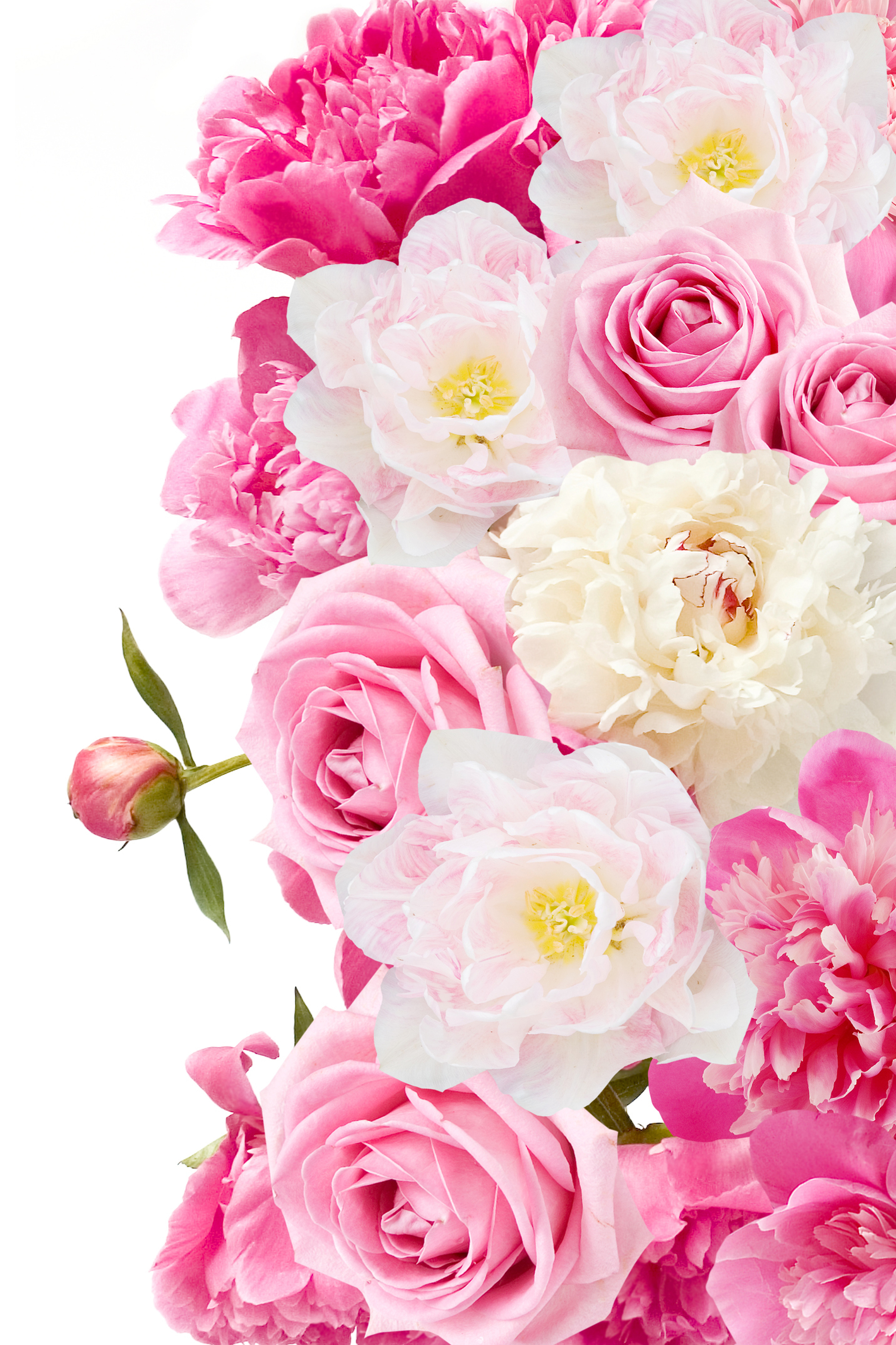 2400x3600  Фотографии Розы пион цветок вблизи белом фоне 2400x3600