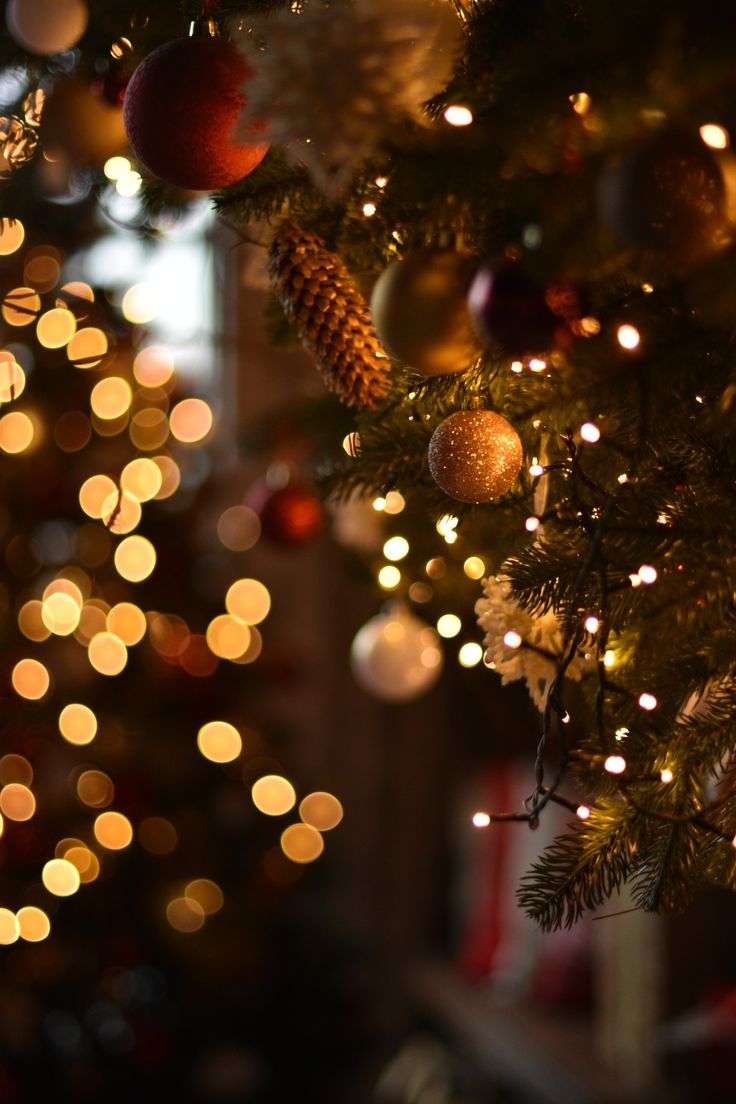 736x1104  Новогодние обои на телефон | Рождественские портреты, Обои, Цветочные фоны