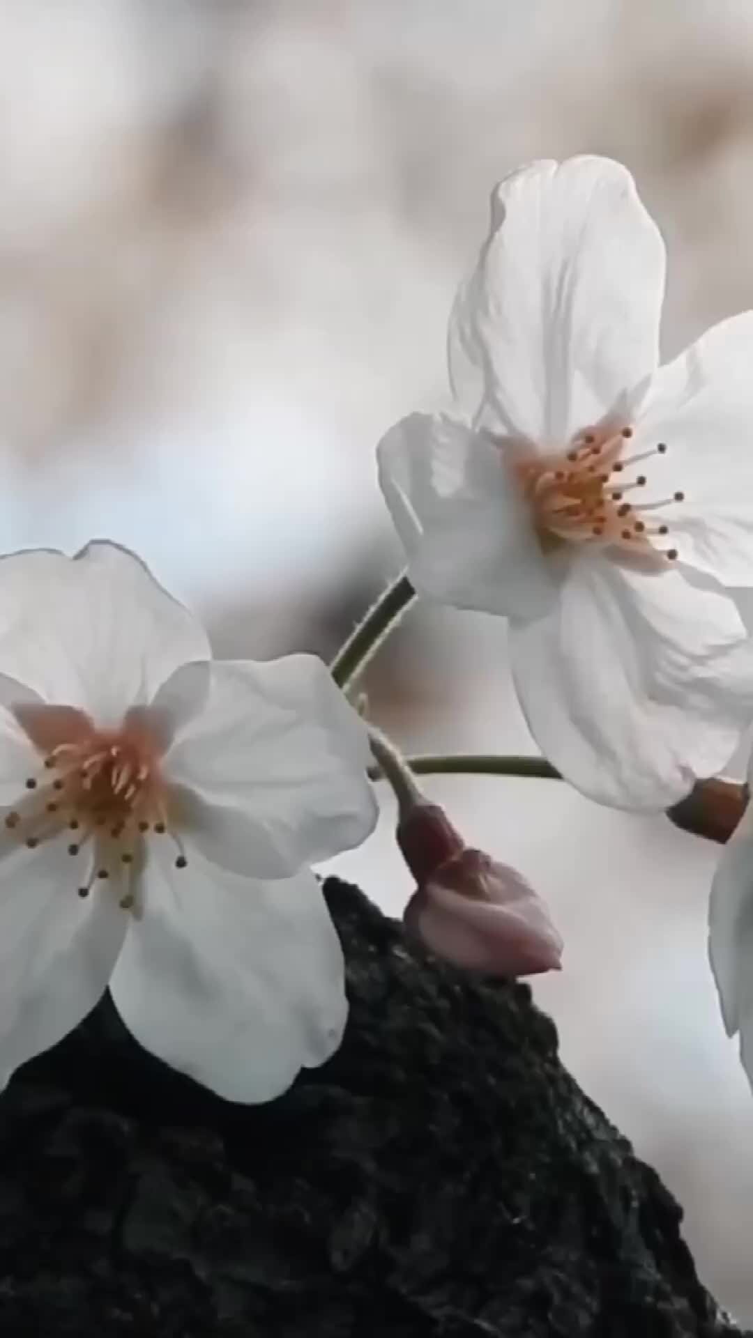 1080x1920  🌸Обои, картинки на телефон💮 | живые обои на телефон | Дзен