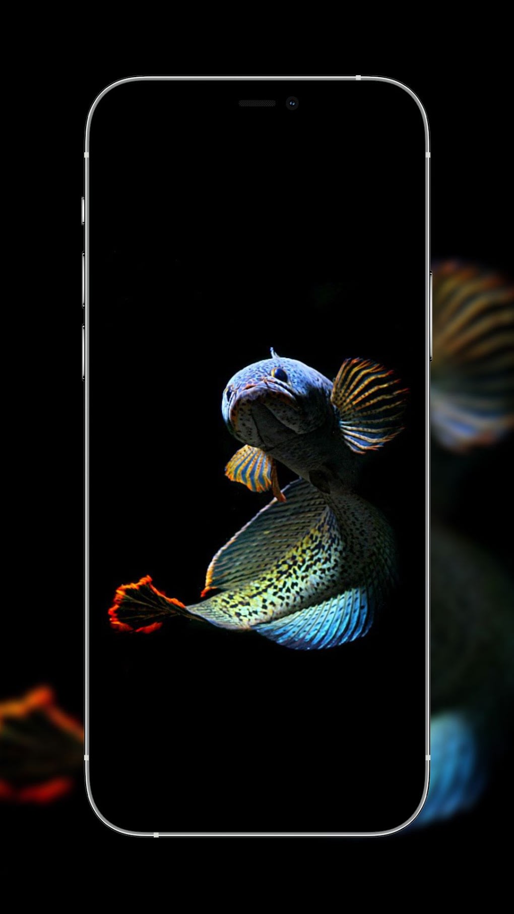 1020x1813  Channa Fish Wallpapers для Android — Скачать