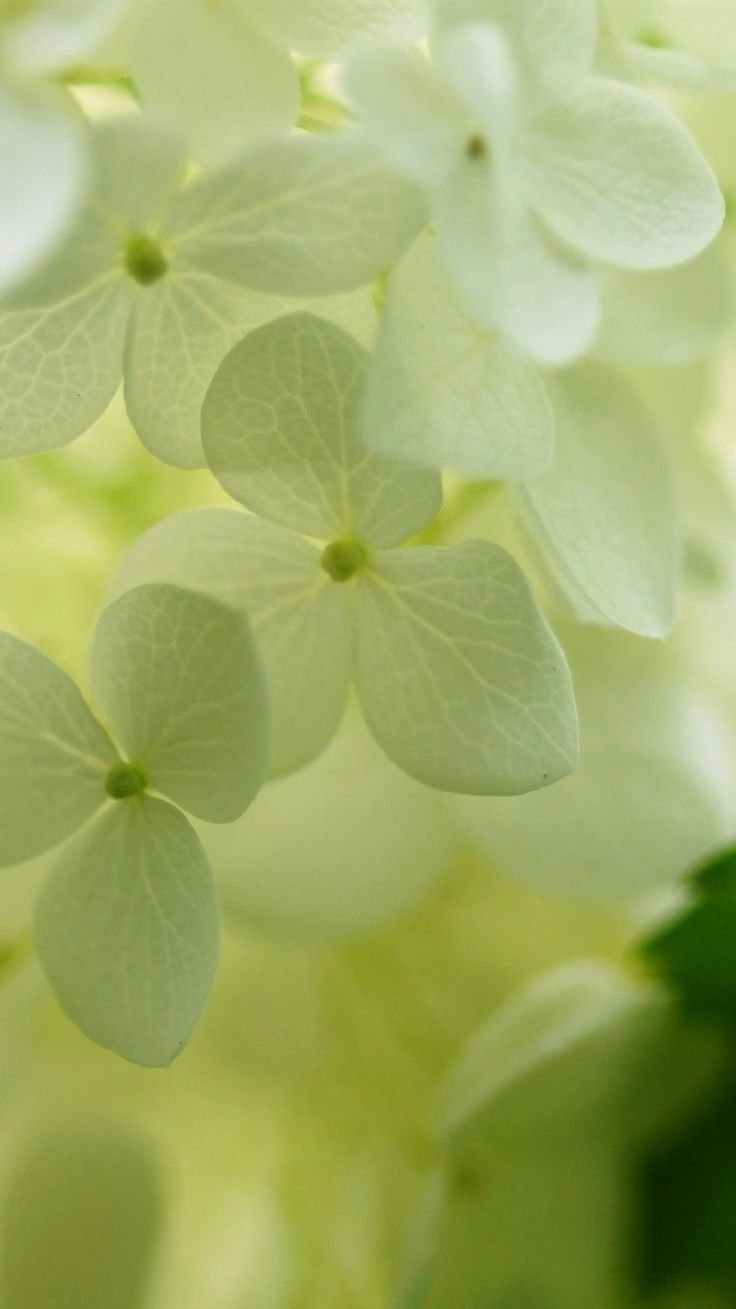 736x1309  Фисташковые обои на телефон - 71 фото