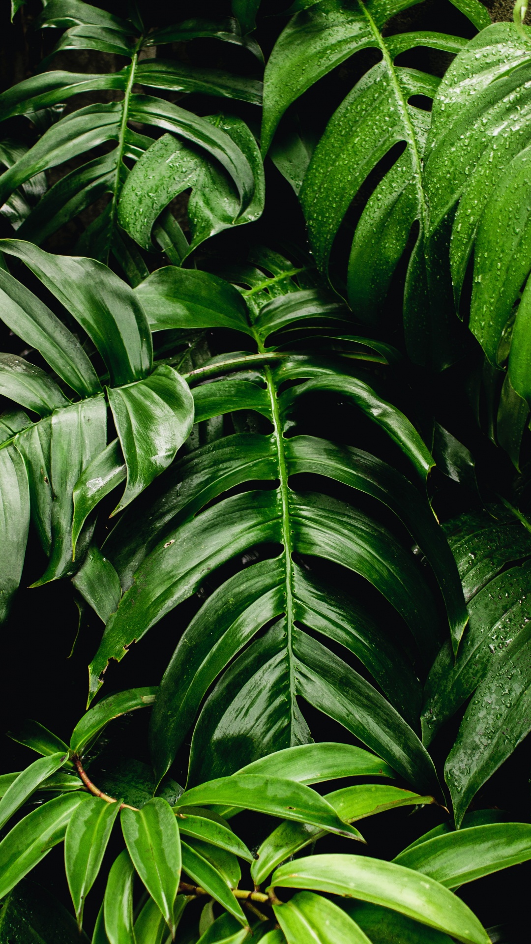 1080x1920  Комнатное растение обои на iPhone 6S+/7+/8+, лучшие 1080x1920 картинки |  Akspic