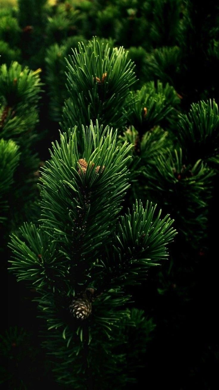 736x1308  Пин от пользователя Kristy Alex Z на доске Хохлома в 2023 г | Пейзажи,  Зеленая природа, Природа