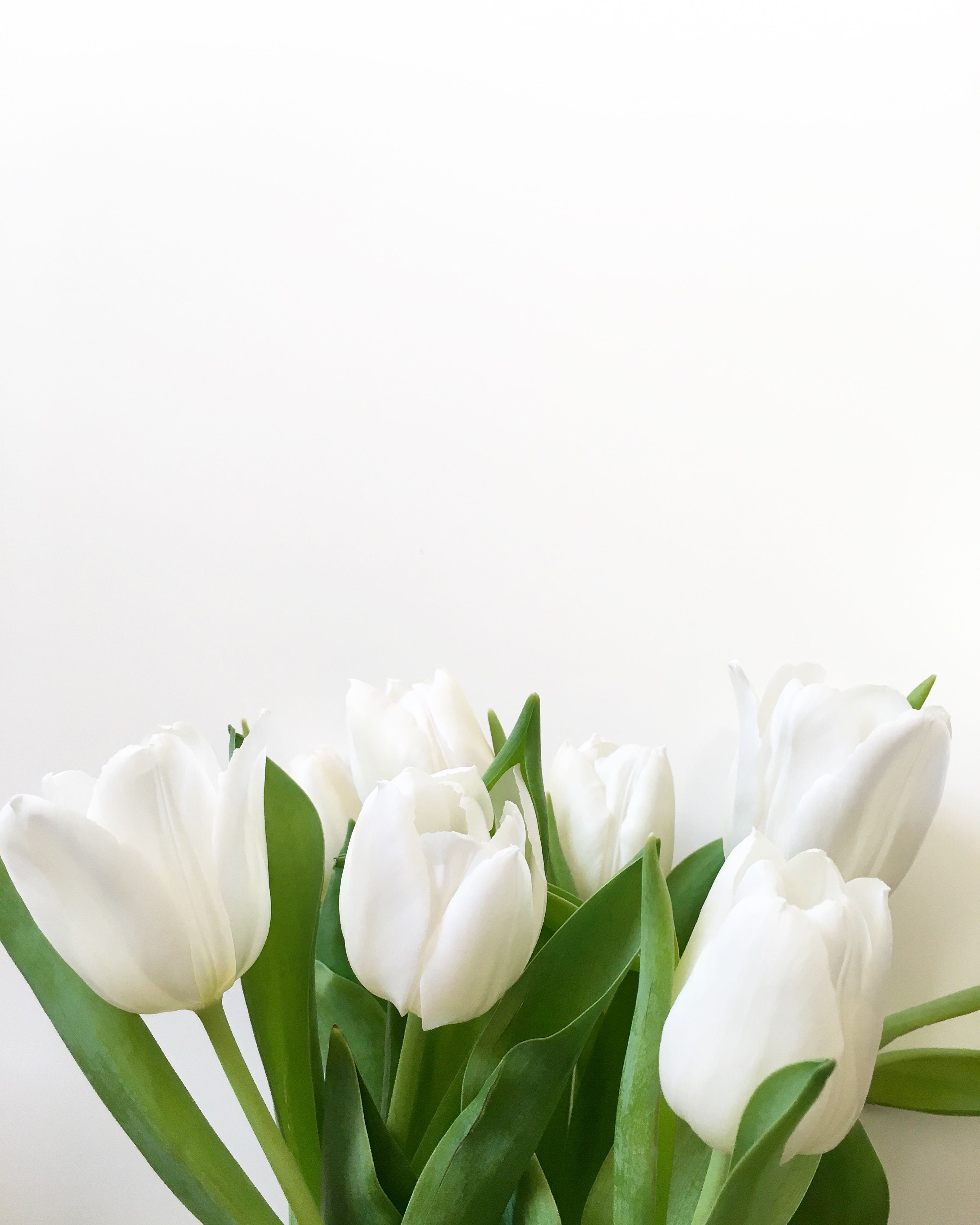 3024x3779  white tulips | Flower aesthetic, White tulips, Tulips