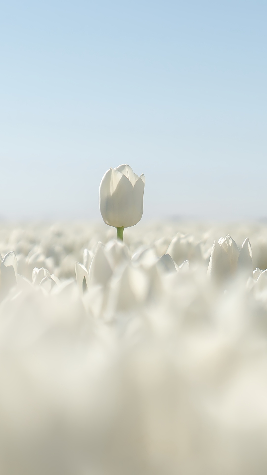 1080x1920  Обои для рабочего стола Белый тюльпан Поля Цветы 1080x1920