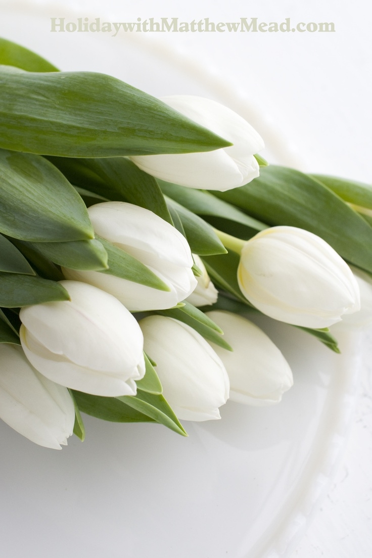 736x1104  Белые тюльпаны обои на телефон - 59 фото