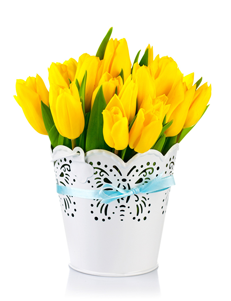 787x1024  Фотография желтые Тюльпаны Цветы белом фоне