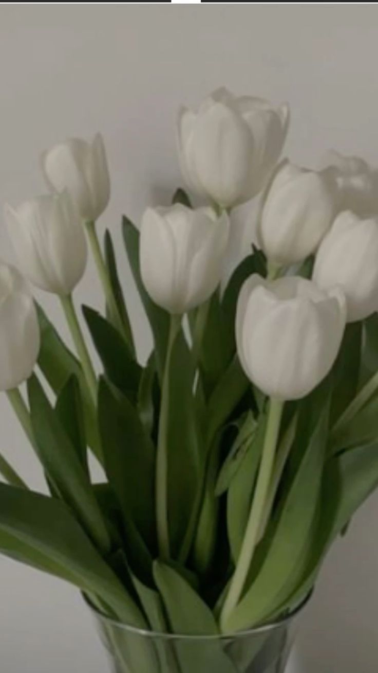 736x1308  tulips 🤍 в 2023 г | Белые тюльпаны, Тюльпаны, Букеты фотографии