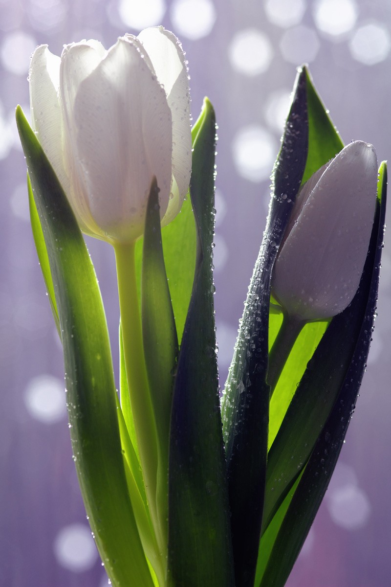 800x1200  Фотообои Белый тюльпан в росе на заказ любой размер, код:190 | ЭкоПринт