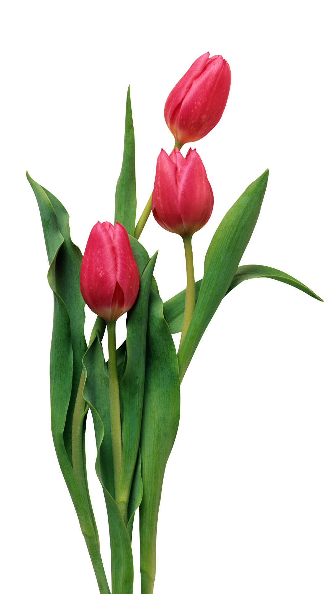 1080x1920  Фотография красных Тюльпаны Цветы Трое 3 белом фоне 1080x1920