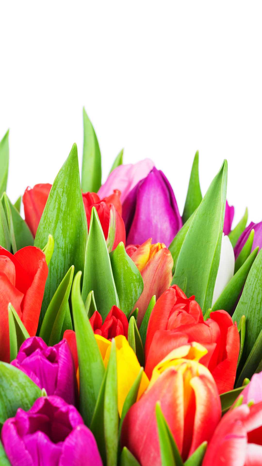 1080x1920  Картинки Разноцветные Тюльпаны цветок вблизи белом фоне 1080x1920