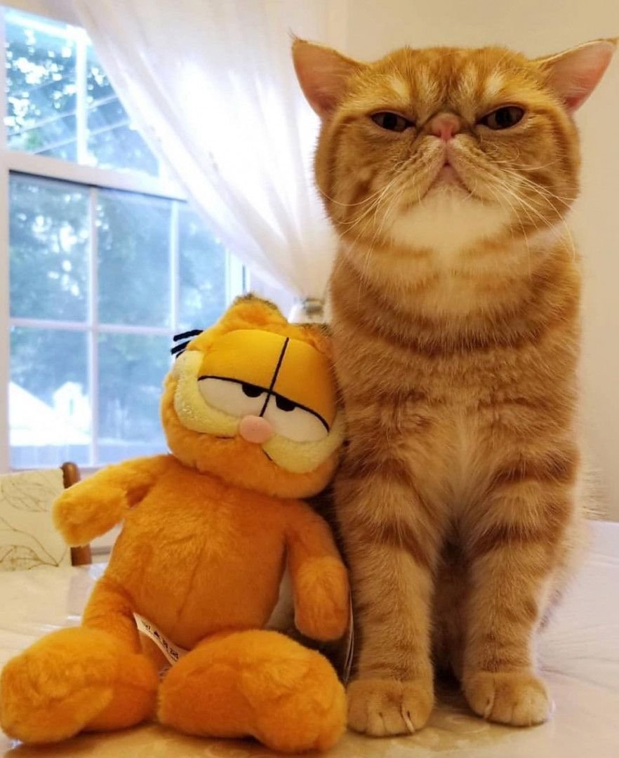 882x1080  Кот Гарфилд - 69 фото