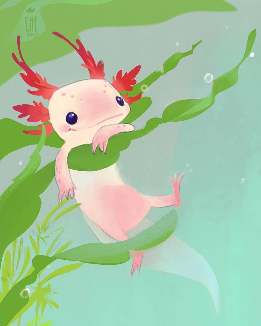 1080x1351  Аксолотль обои - 68 фото