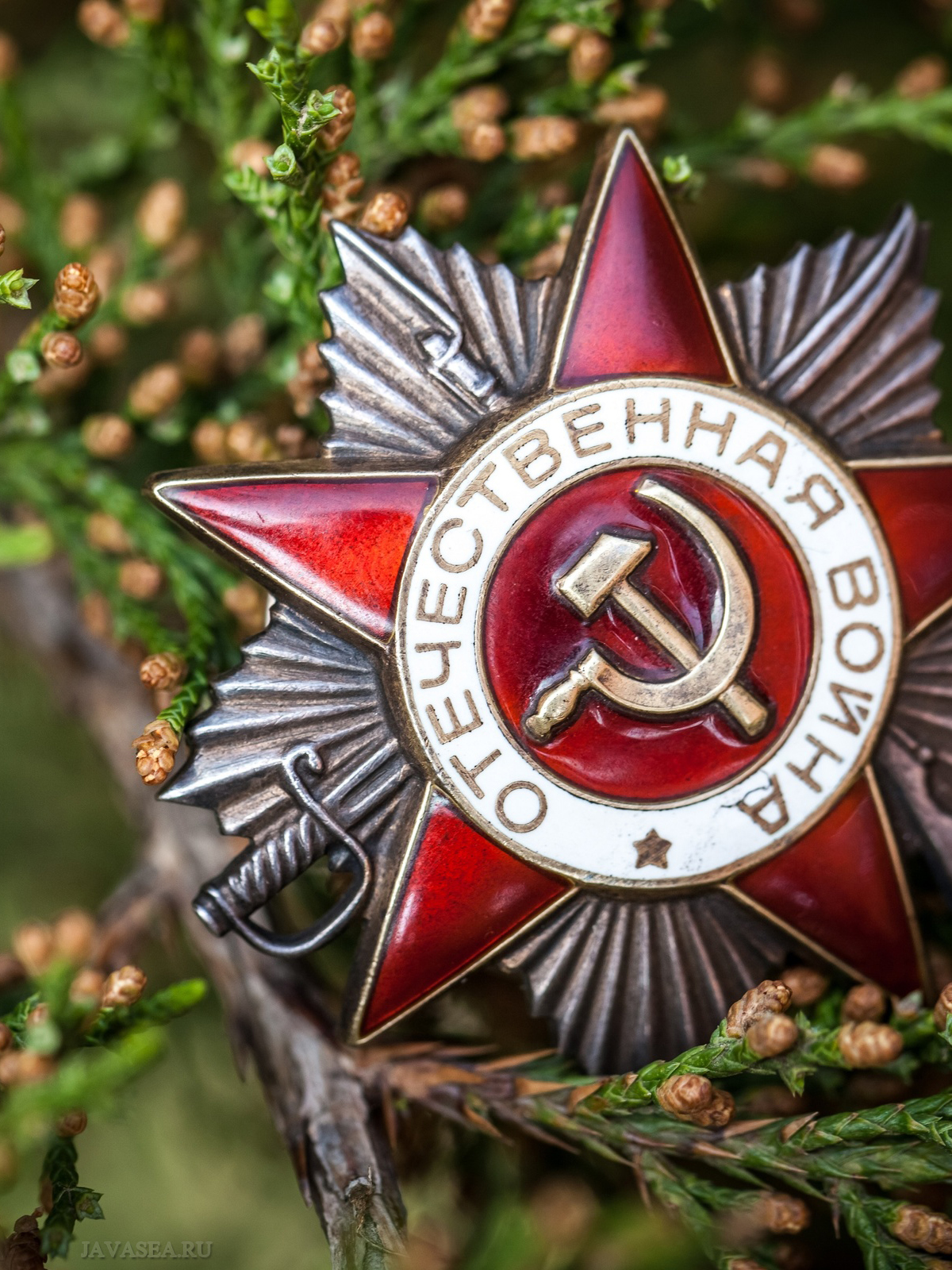 1200x1600  Скачать картинку Орден победы на фоне хвои бесплатно