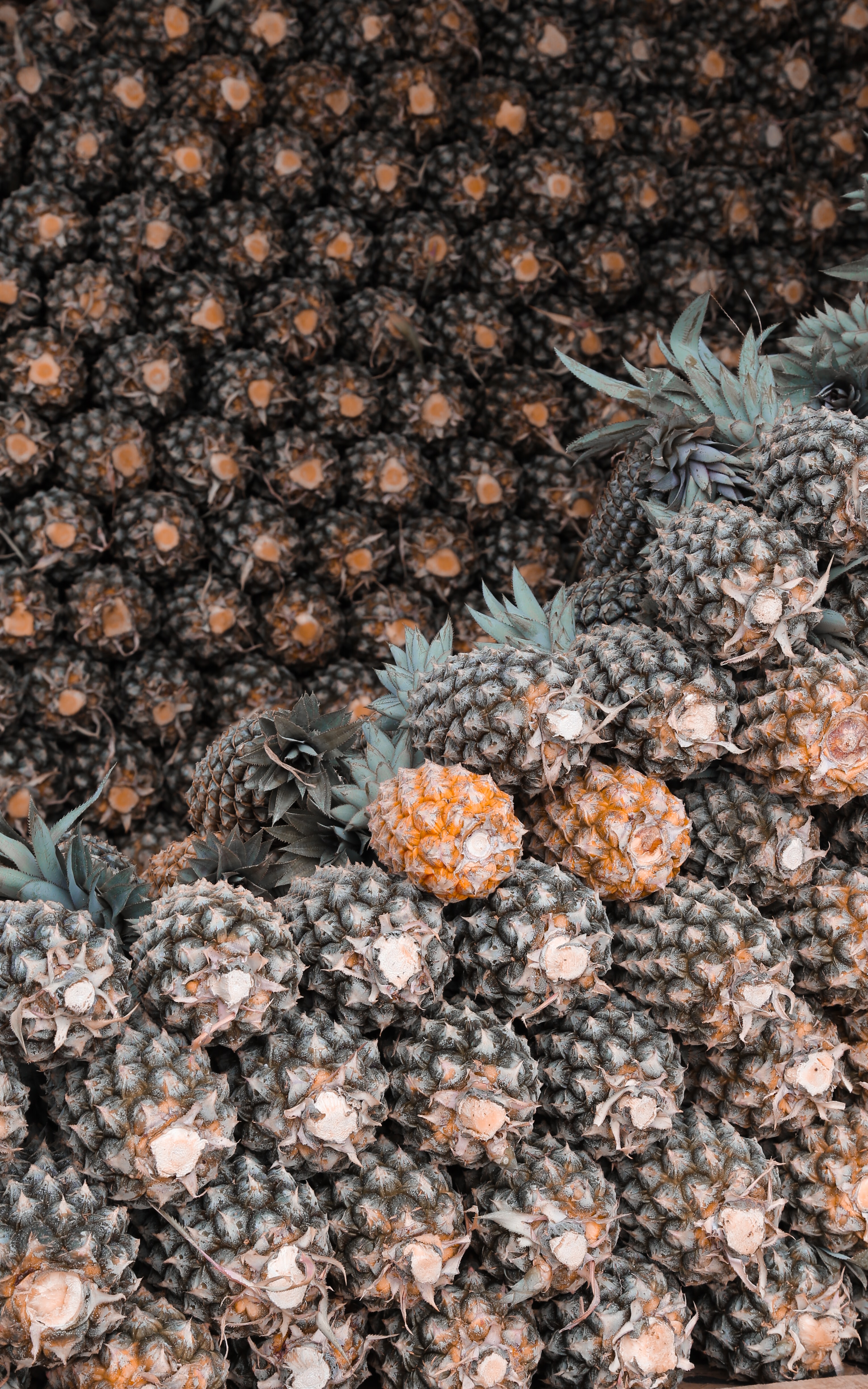 3056x4889  Скачать обои \"Ананасы\" на телефон в высоком качестве, вертикальные картинки  \"Ананасы\" бесплатно