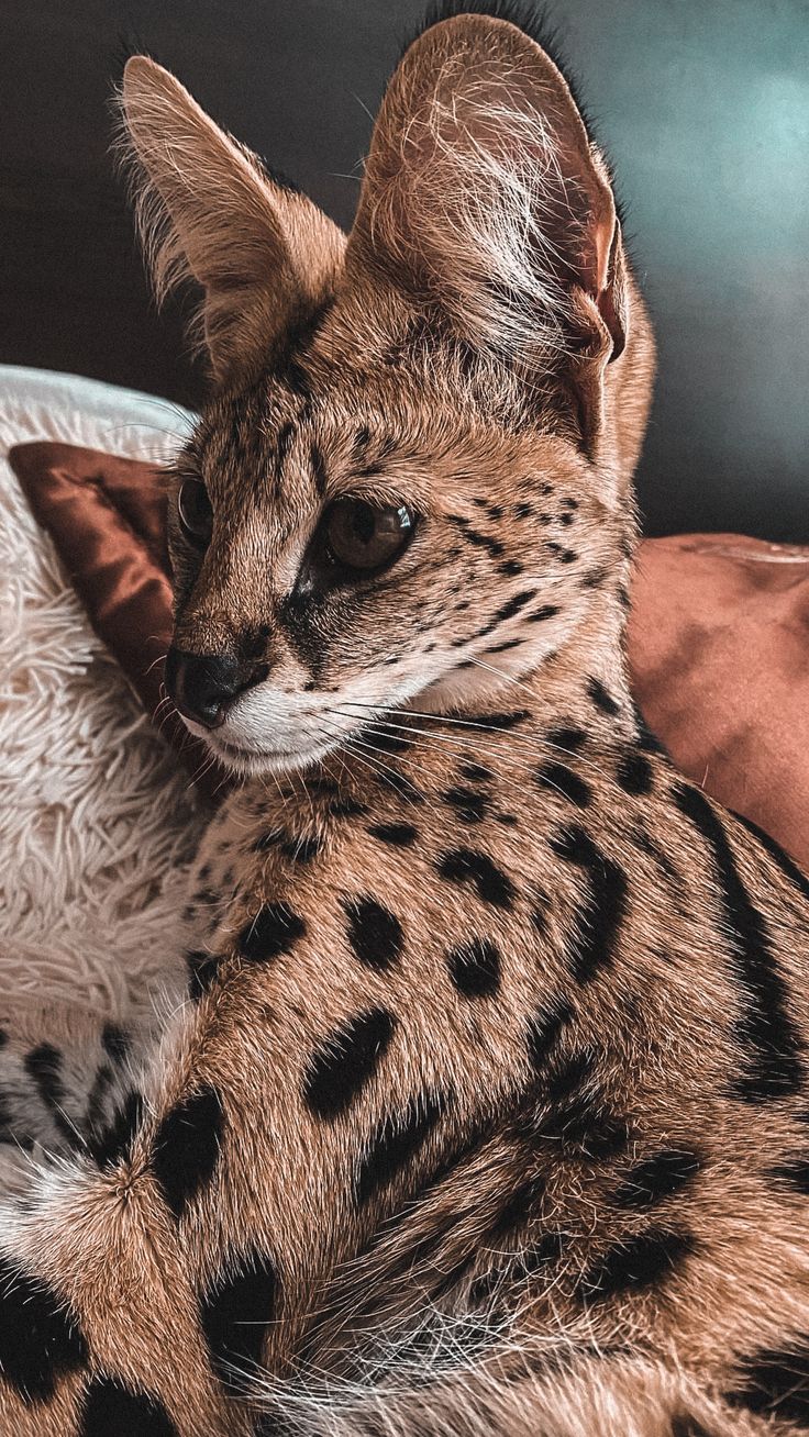 736x1308  Обои на телефон | Животные, Обои, Пушистый кот