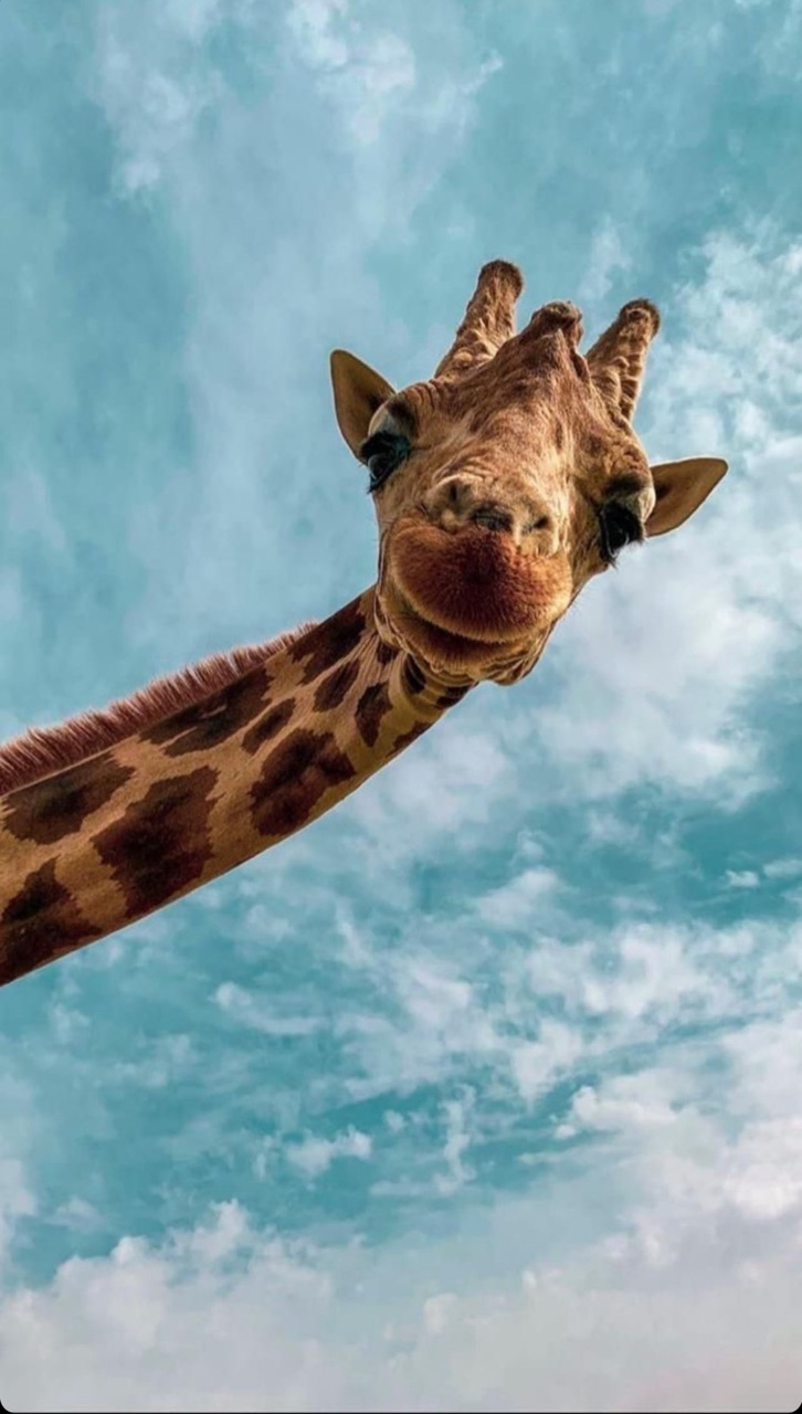 726x1280  Заставка на телефон животные - 64 фото