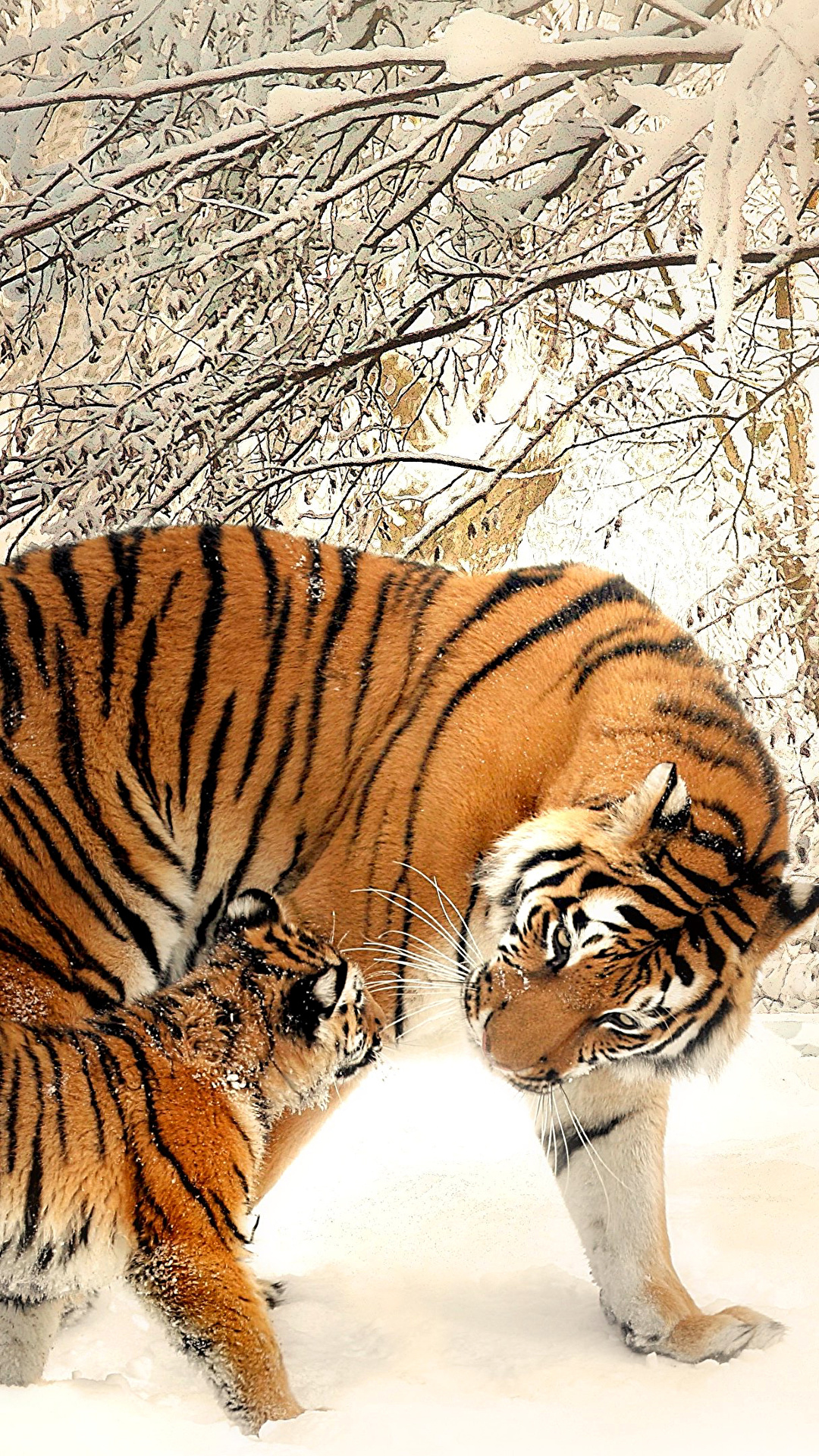 1080x1920  Обои для рабочего стола тигр Детеныши Двое зимние животное 1080x1920