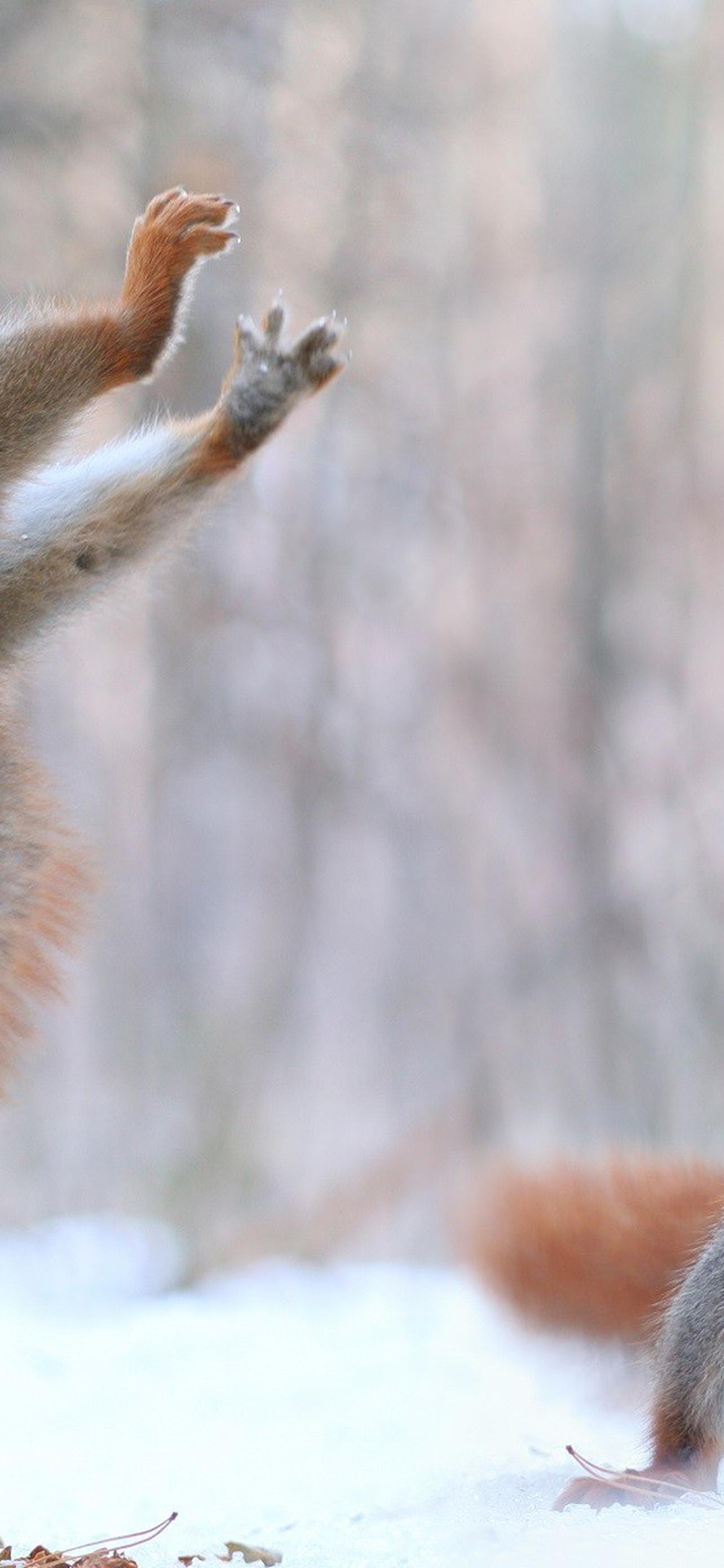 1284x2778  Зима Животные обои на телефон [33+ изображений]