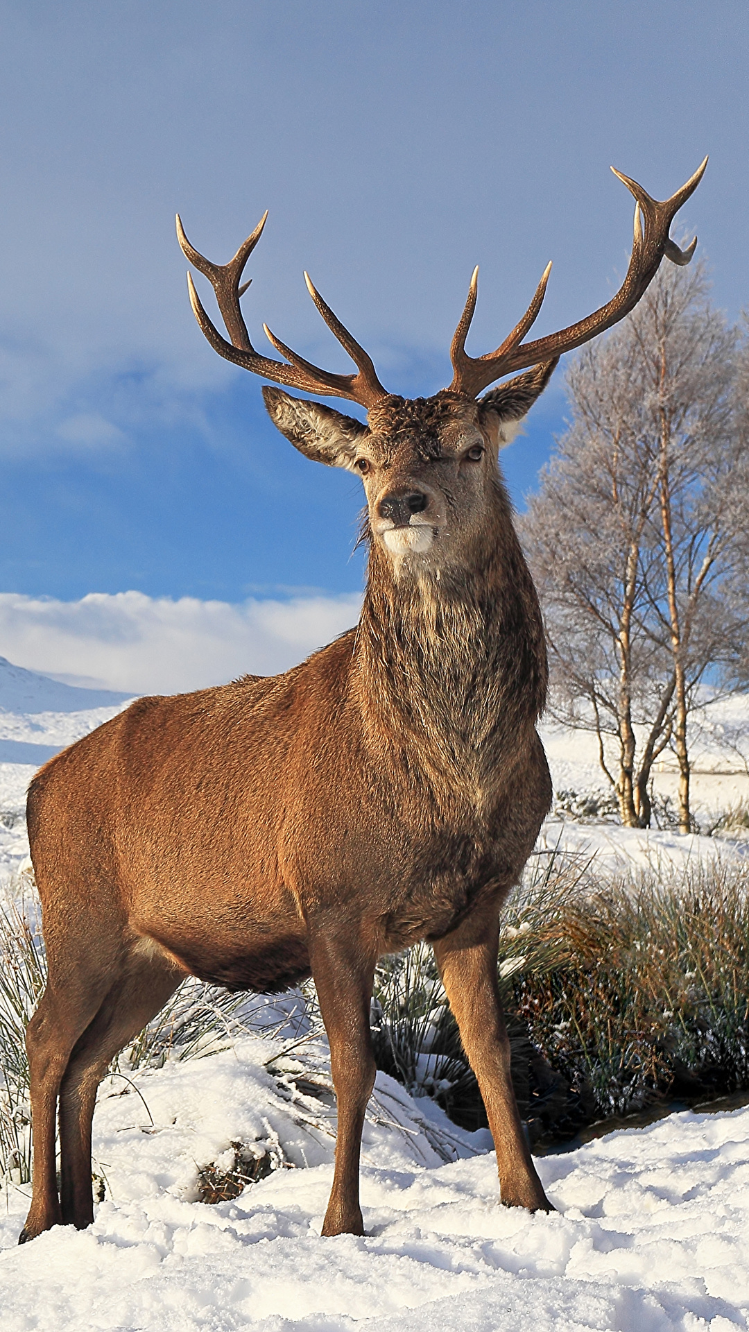 1080x1920  Картинки Олени с рогами Зима снеге животное 1080x1920