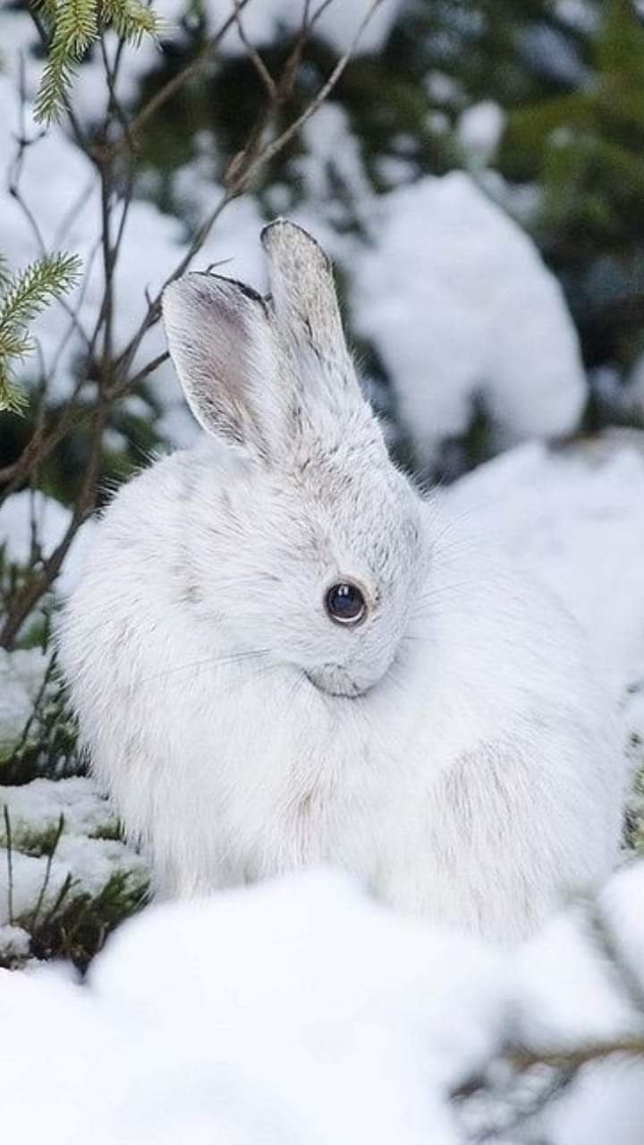 720x1280  Зимние красивые животные - 35 фото