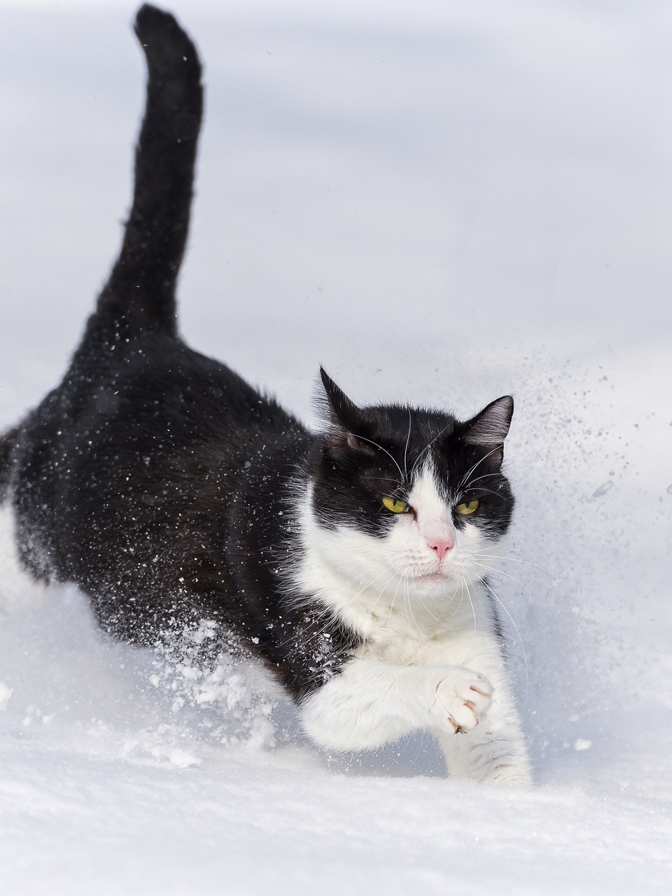 960x1280  Скачать обои и картинки кот, кошка, пушистый, чёрно-белый, бежит, снег, зима  для рабочего стола в разрешении 960x1280