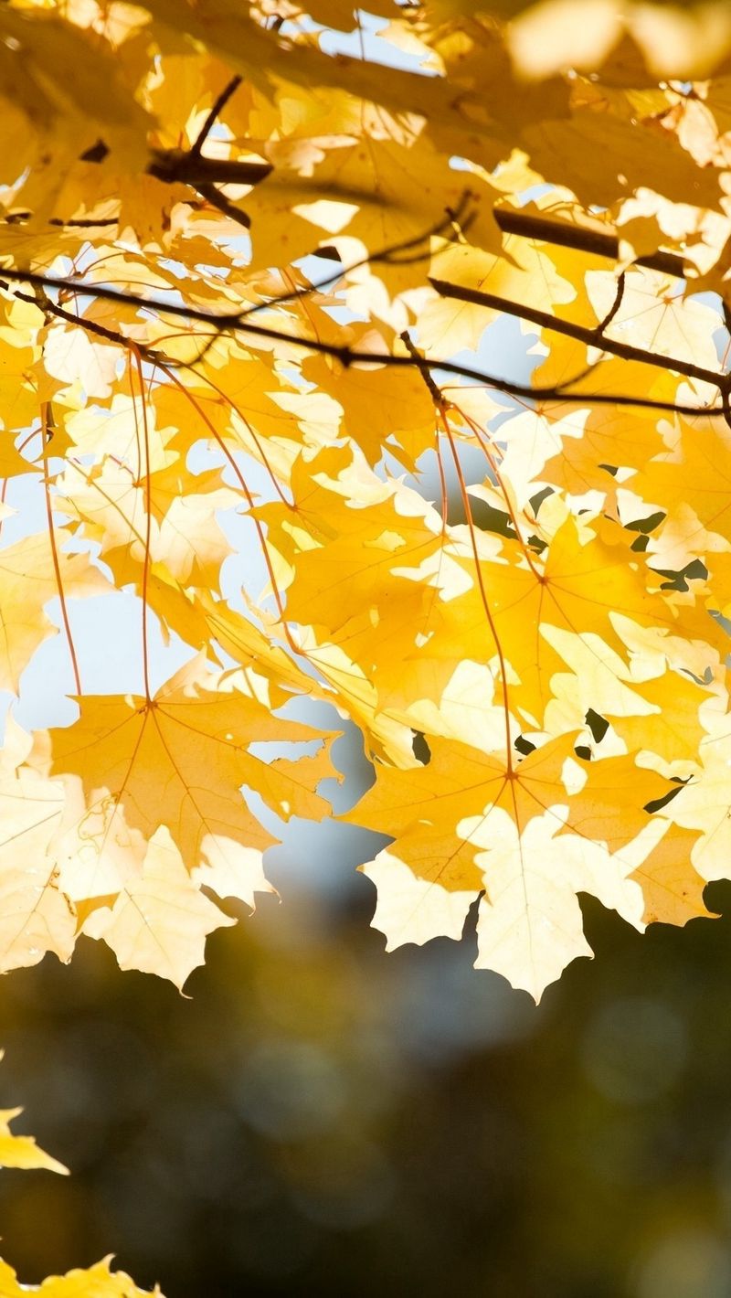 800x1420  Скачать 800x1420 листья, осень, ветка обои, картинки iphone se/5s/5c/5 for  parallax
