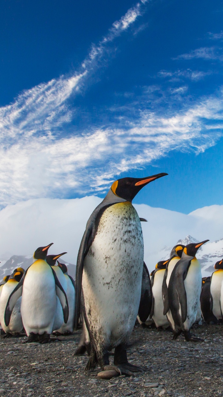 720x1280  720x1280 Penguin Wallpapers for Mobile Phone [HD]