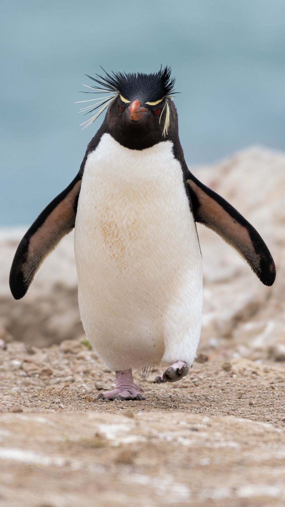 938x1668  Скачать 938x1668 пингвин, животное, забавный обои, картинки iphone 8/7/6s/6  for parallax