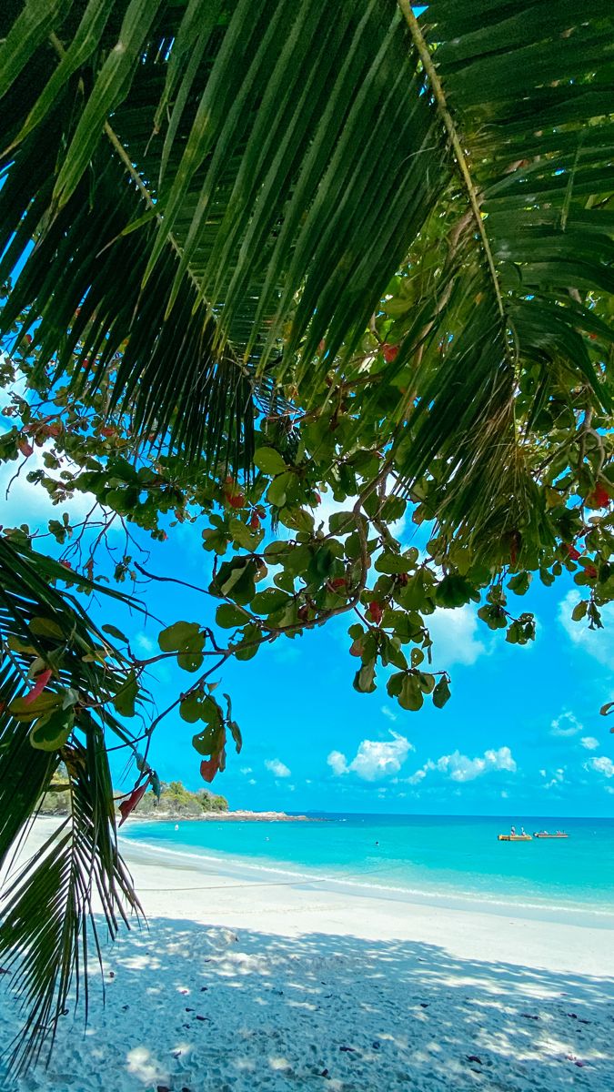 675x1200  Заставка на экран телефона пальма с морем и белоснежным пляжем | Фотообои,  Пальмы, Пляж