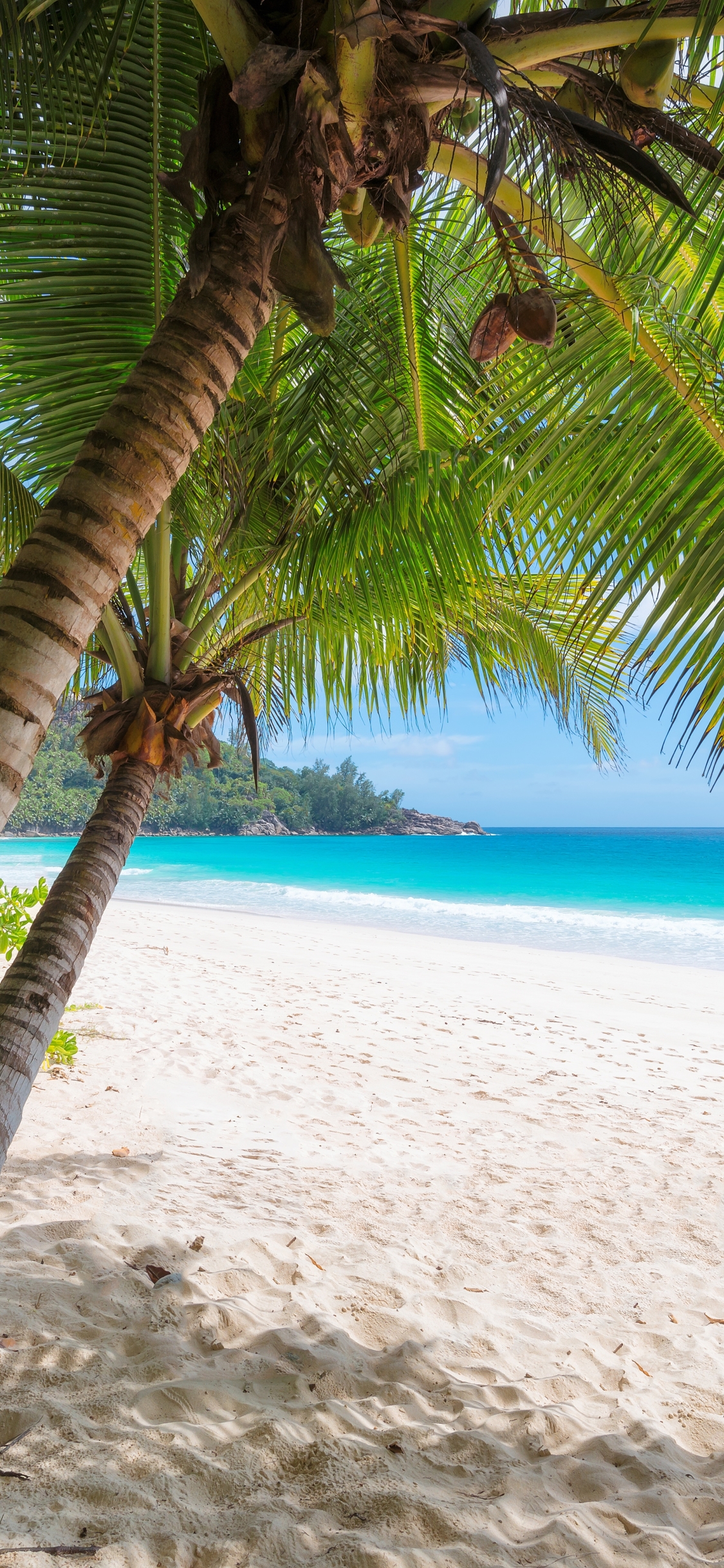 1125x2436  Обои на телефон: Природа, Пляж, Песок, Пальмы, Горизонт, Пальма,  Тропический, Земля/природа, 1318314 скачать картинку бесплатно.