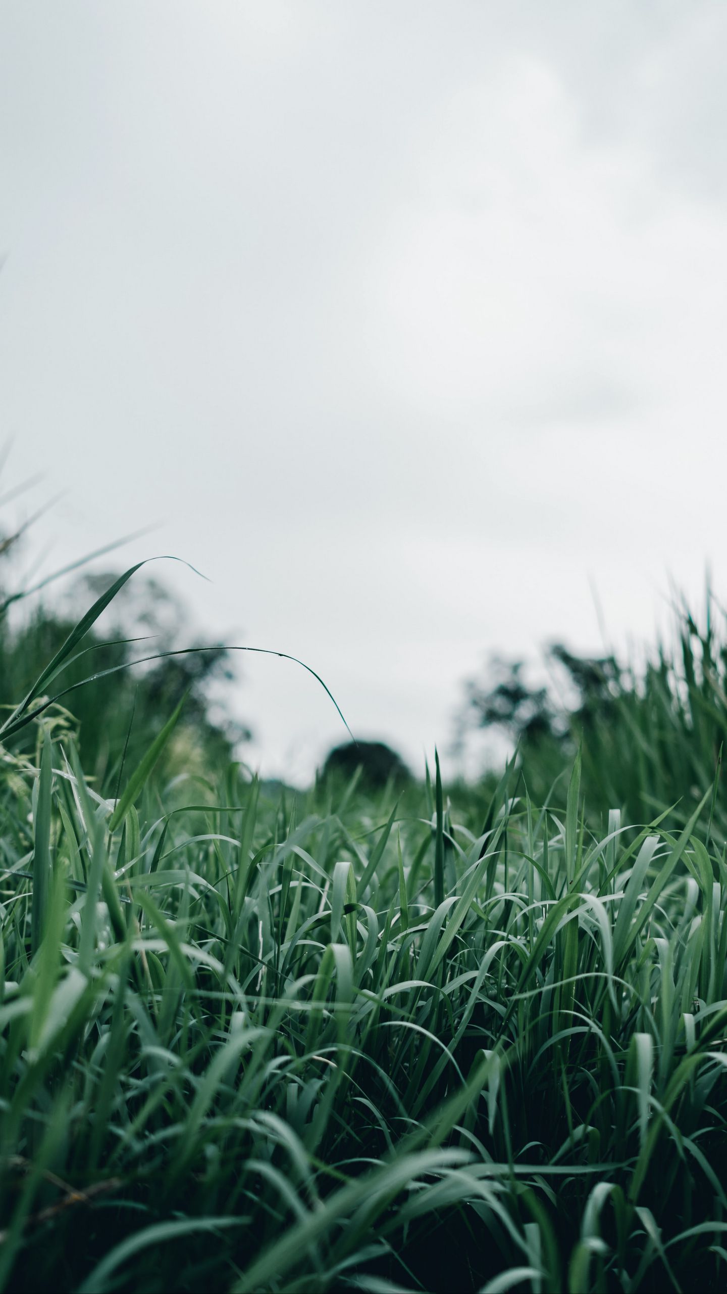 1440x2560  Скачать 1440x2560 трава, зеленый, макро, зелень, природа обои, картинки qhd  samsung galaxy s6, s7, edge, note, lg g4