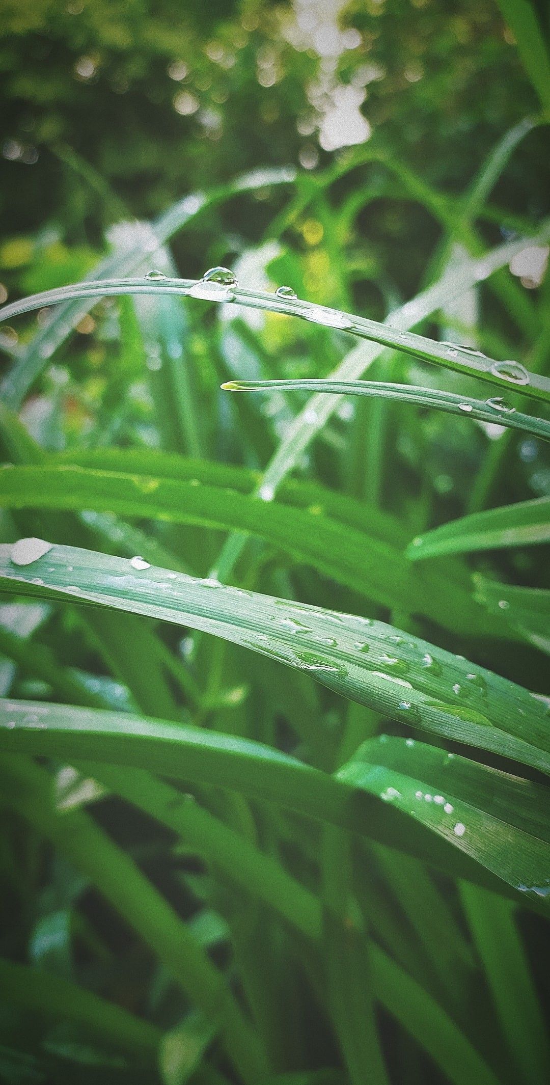 1080x2130  Зелёные обои | Пейзажи, Лесной фон, Зеленые фоны