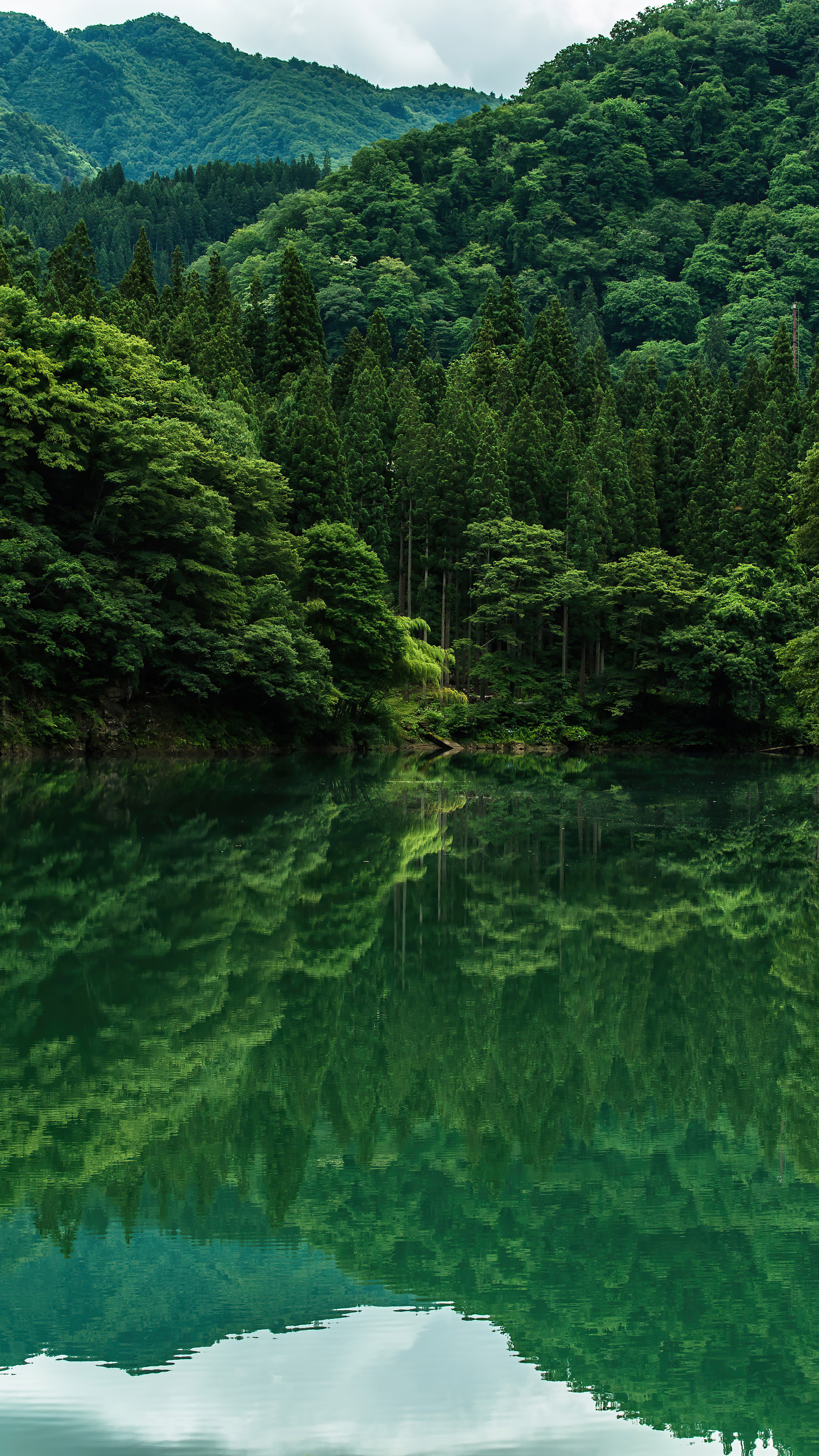 2160x3840  Зелень обои на телефон (40 фото)