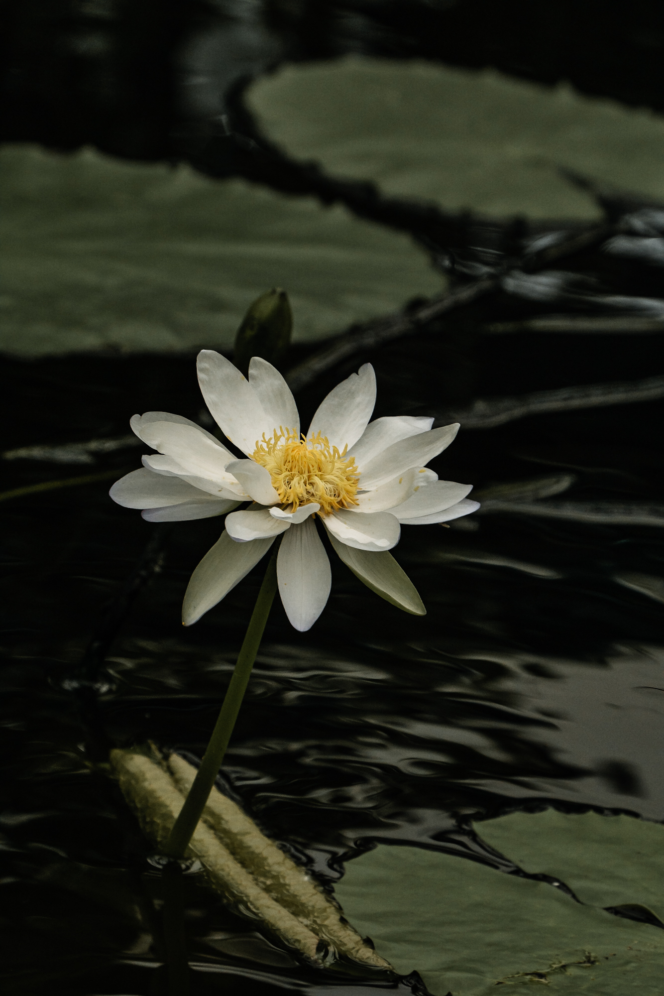 1334x2000  Обои для смартфона вертикальные природа - фото и картинки abrakadabra.fun