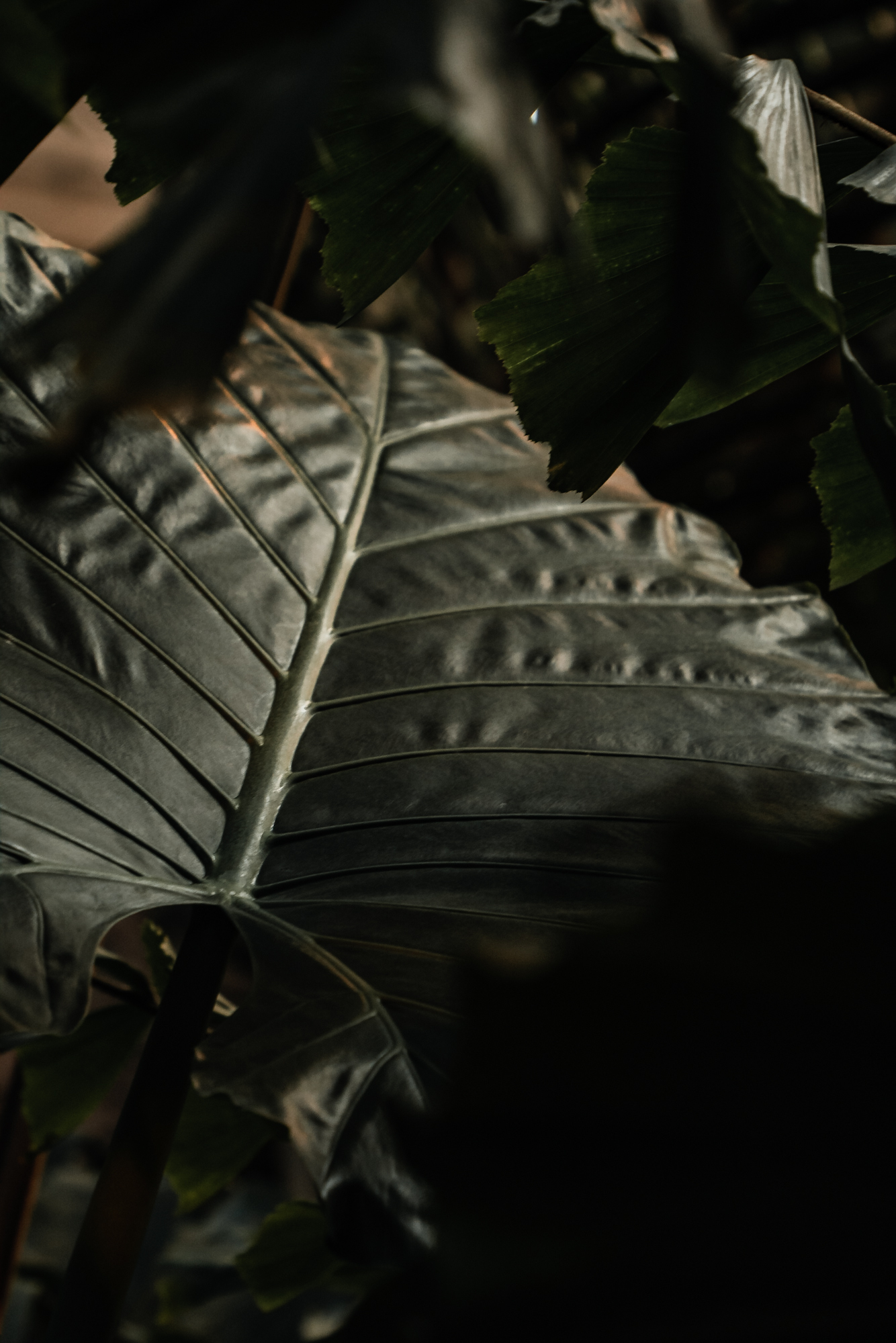 1334x2000  Обои на телефон: Природа, Трилистник, Растение, Лист, Зелень, Зеленый,  Листва, Клевер, Завод, Земля/природа, 1391383 скачать картинку бесплатно.