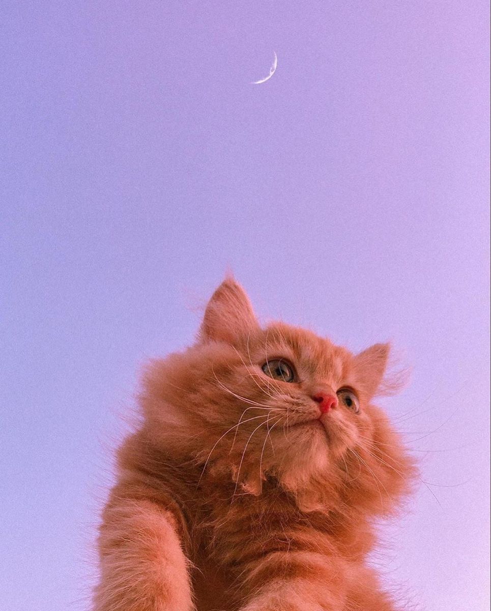 965x1200  розовый фон с котёнком и луной | Sevimli kedi yavruları, Sevimli kediler,  Komik hayvan fotoğrafları