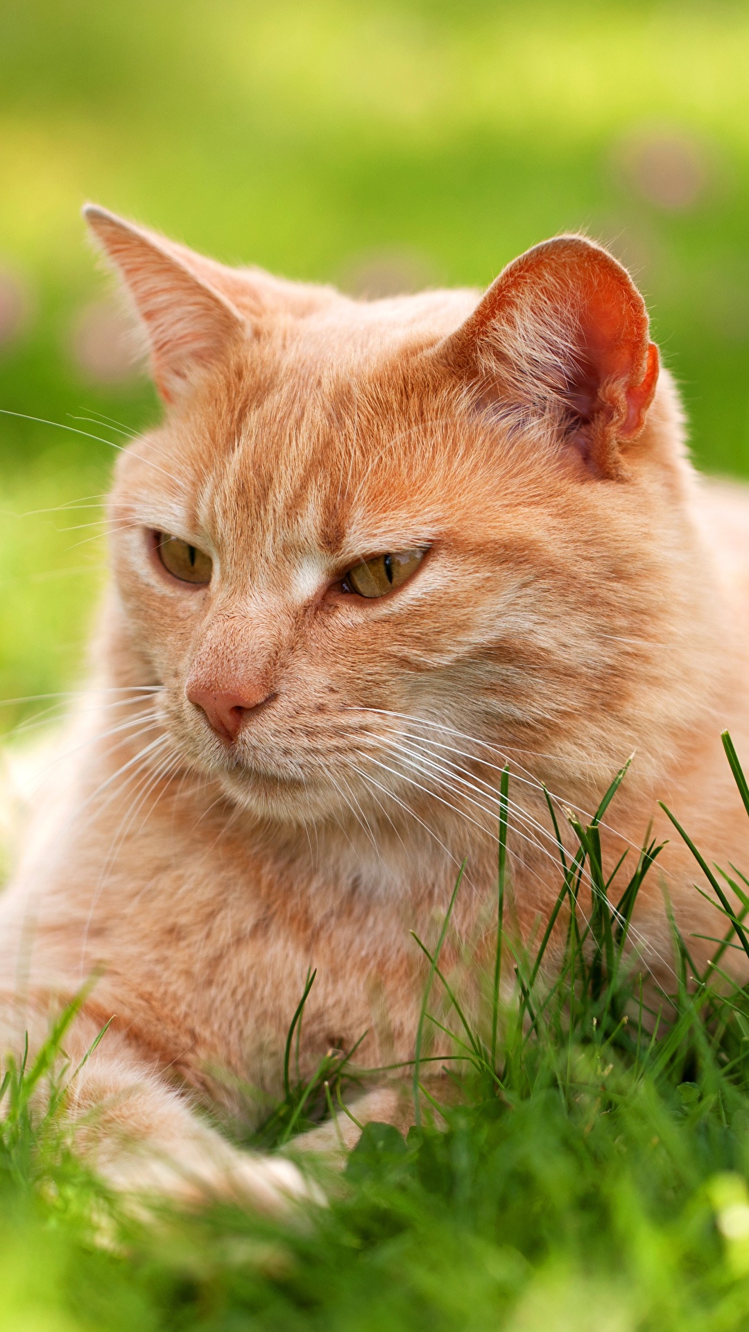1080x1920  Photo Cats red orange Grass Glance animal 1080x1920