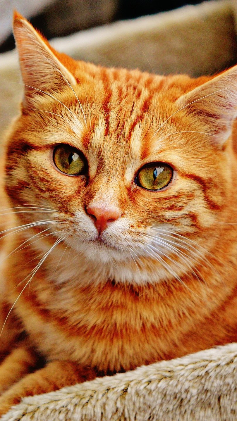 810x1440  Картинки рыжих котов - 66 фото