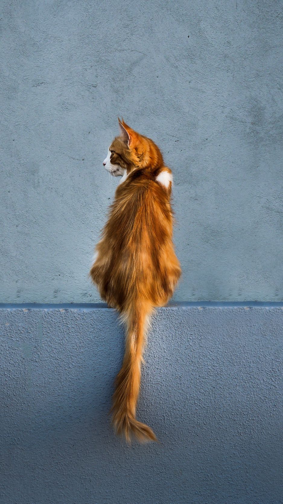 938x1668  Скачать 938x1668 кот, рыжий, стена, сидит, смотрит, спина, хвост обои,  картинки iphone 8/7/6s/6 for parallax