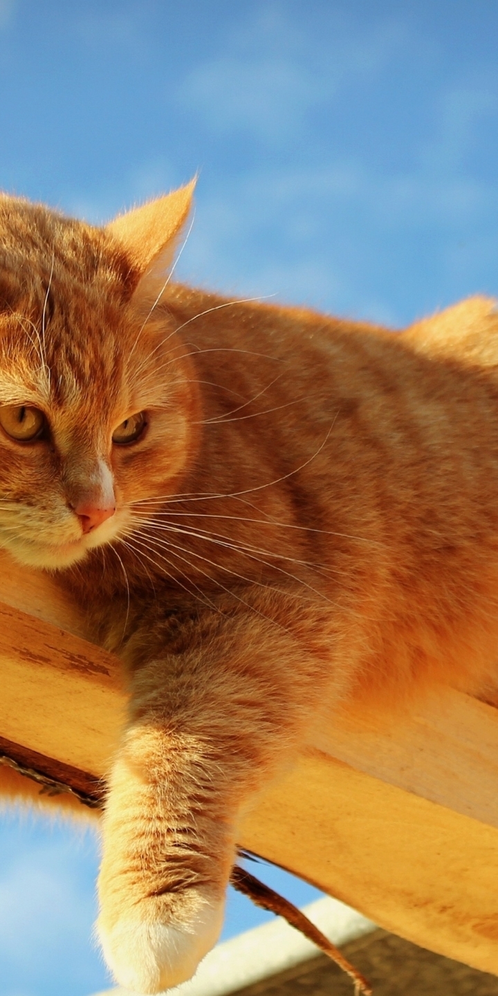 720x1440  Скачать обои и картинки кот, рыжий, шерсть, глаза, лежит, брусок, небо для  рабочего стола в разрешении 720x1440