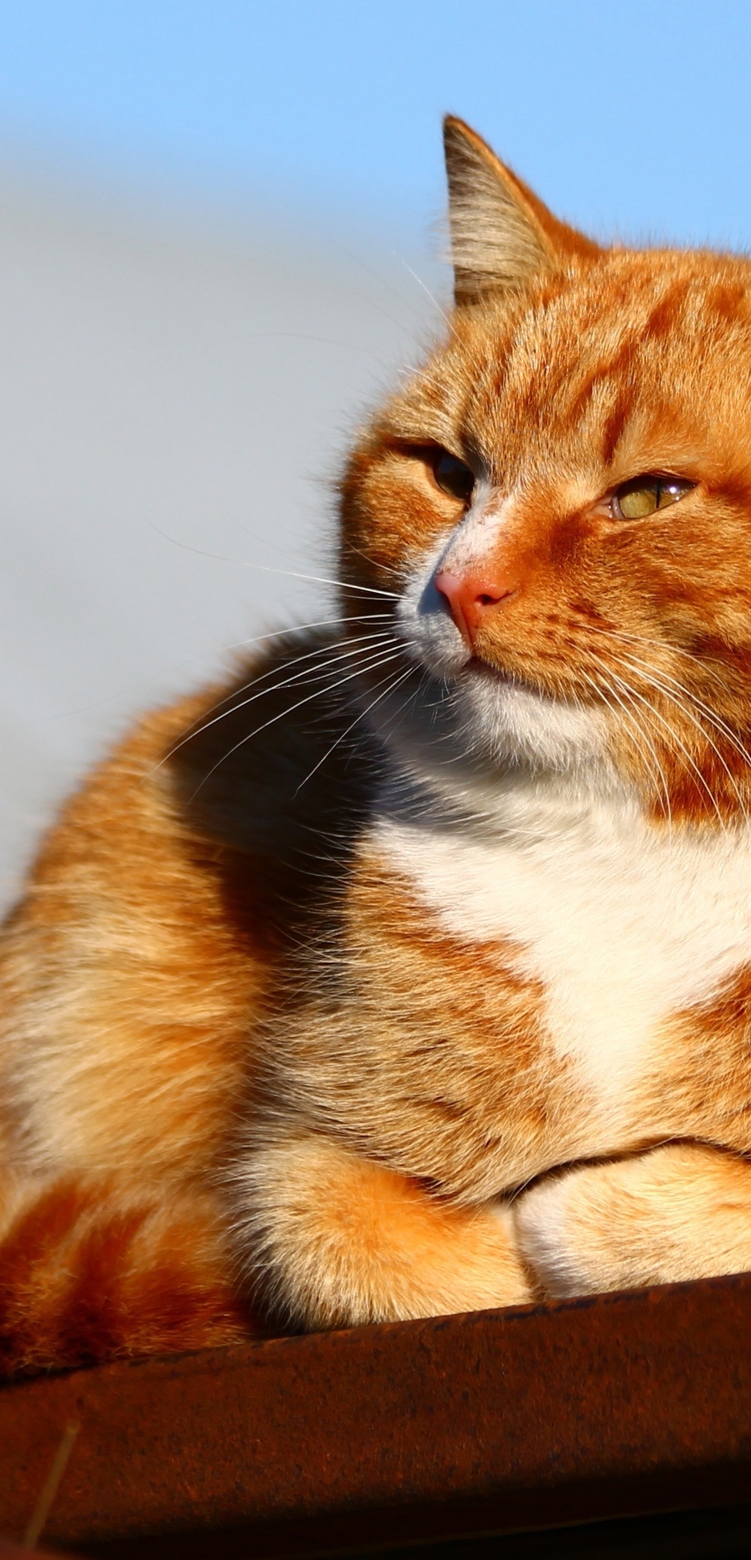 1080x2244  Скачать обои и картинки кот, рыжий, светлый, солнечный, день, сидит, крыша  для рабочего стола в разрешении 1080x2244