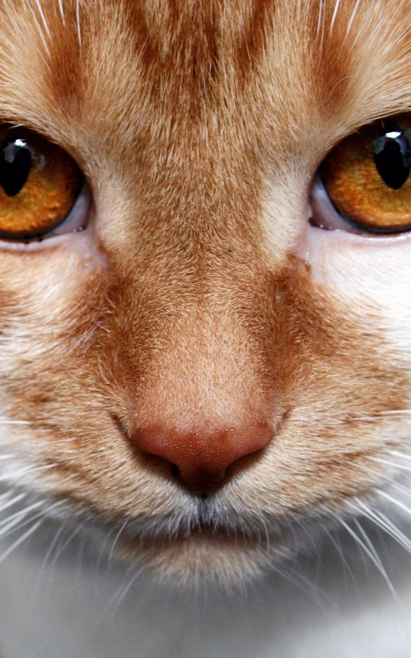 800x1280  Скачать 800x1280 кот, кошка, рыжий, смотрит, карие глаза, белый, полосатый  обои, картинки samsung galaxy note gt-n7000, meizu mx2