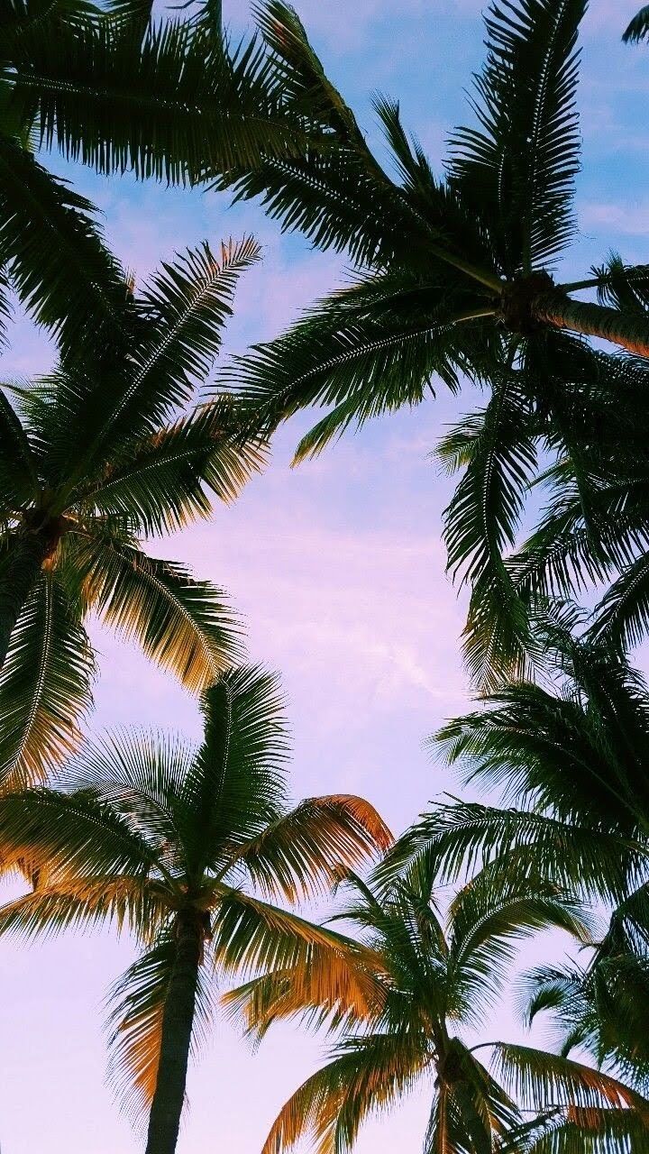 720x1280  Pin by nayara noda ramos on fodos chi | Palm trees wallpaper, Tree  wallpaper iphone, Nature photography