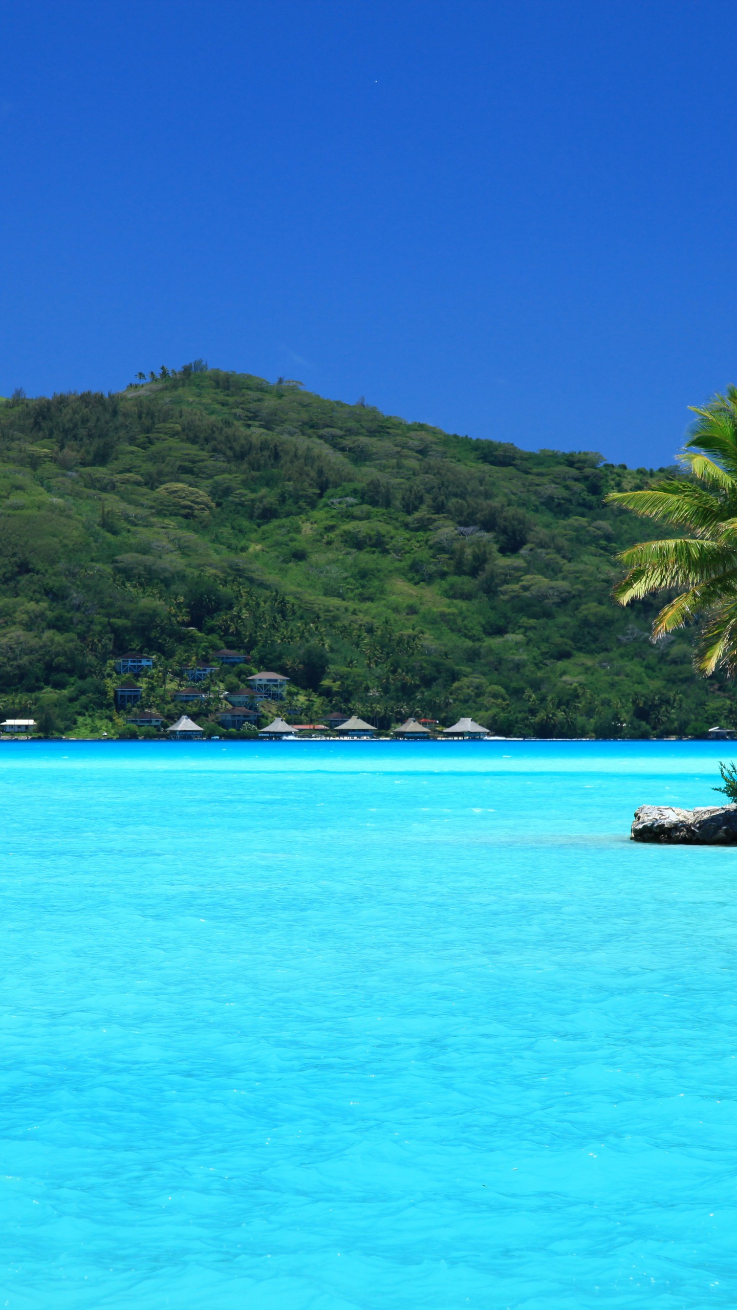 1440x2560  Обои на телефон тропики, остров, пальмы - скачать бесплатно в высоком  качестве из категории \"Природа\"