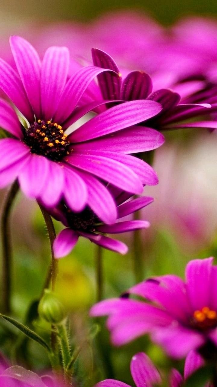 720x1280  Картинки на телефон цветы - 82 фото