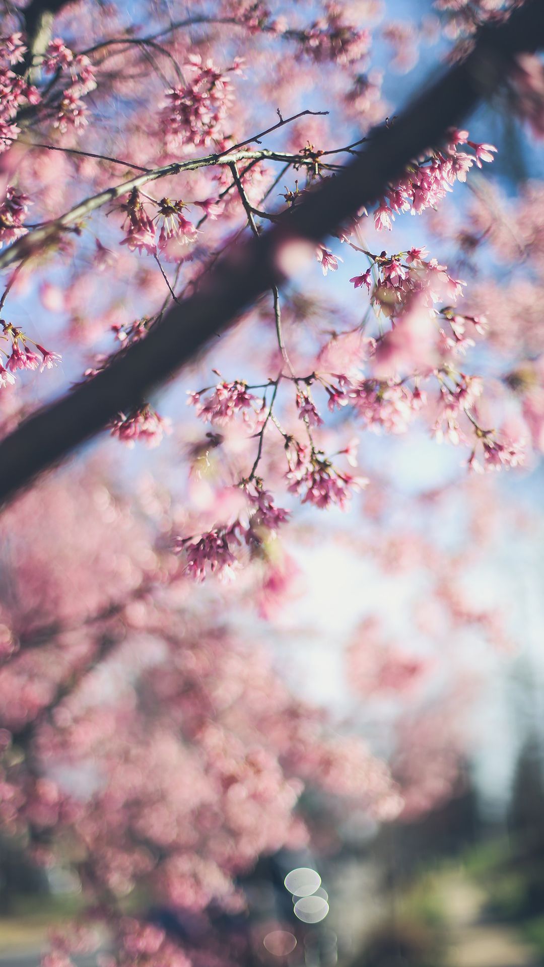 1080x1920  Wallpaper 2020 | Природа, Эстетика, Обои