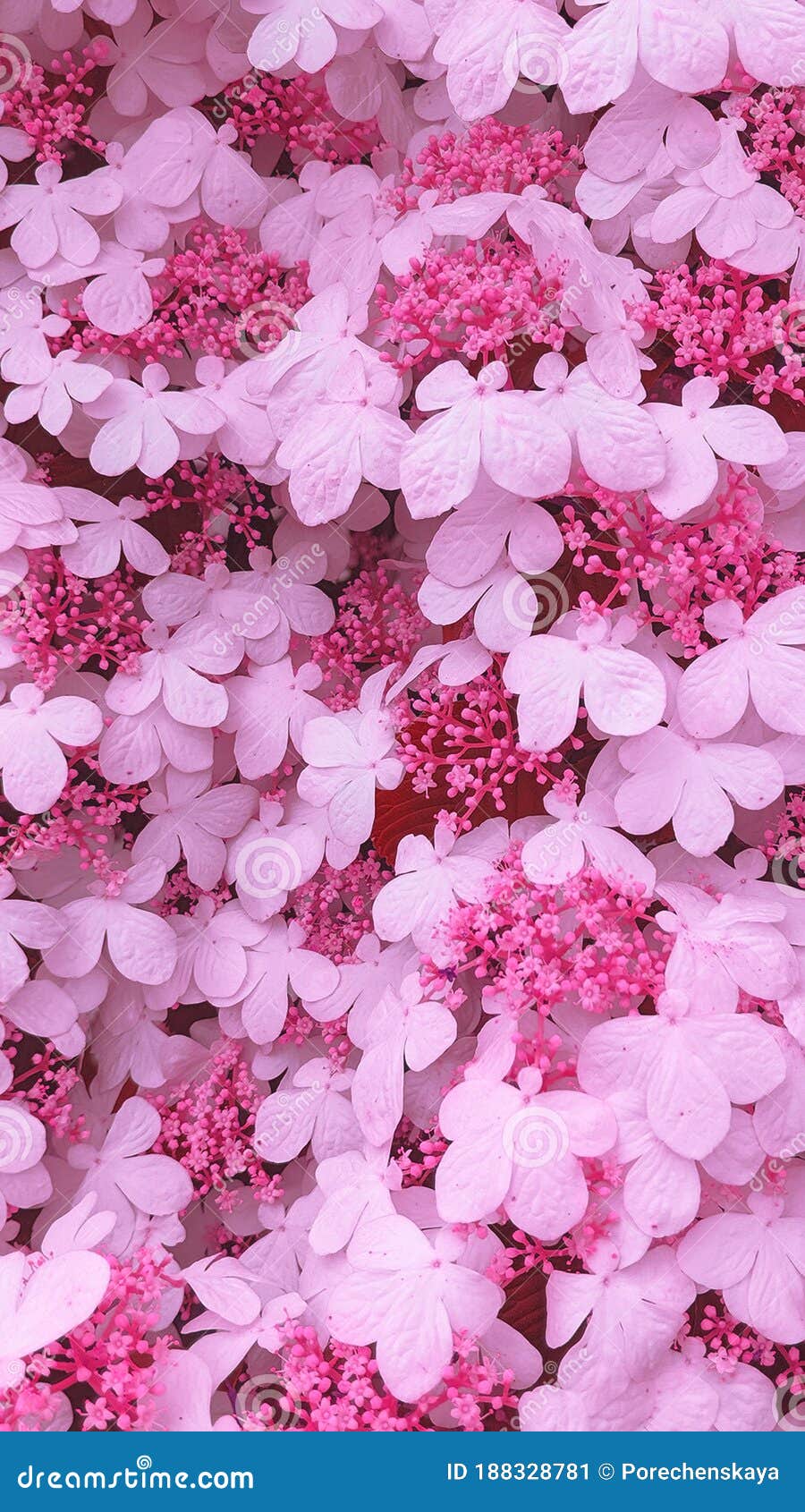 900x1690  Телефон обоев идеи моды. Белые полевые цветы расцветают фон Стоковое  Изображение - изображение насчитывающей весна, аэробной: 188328781