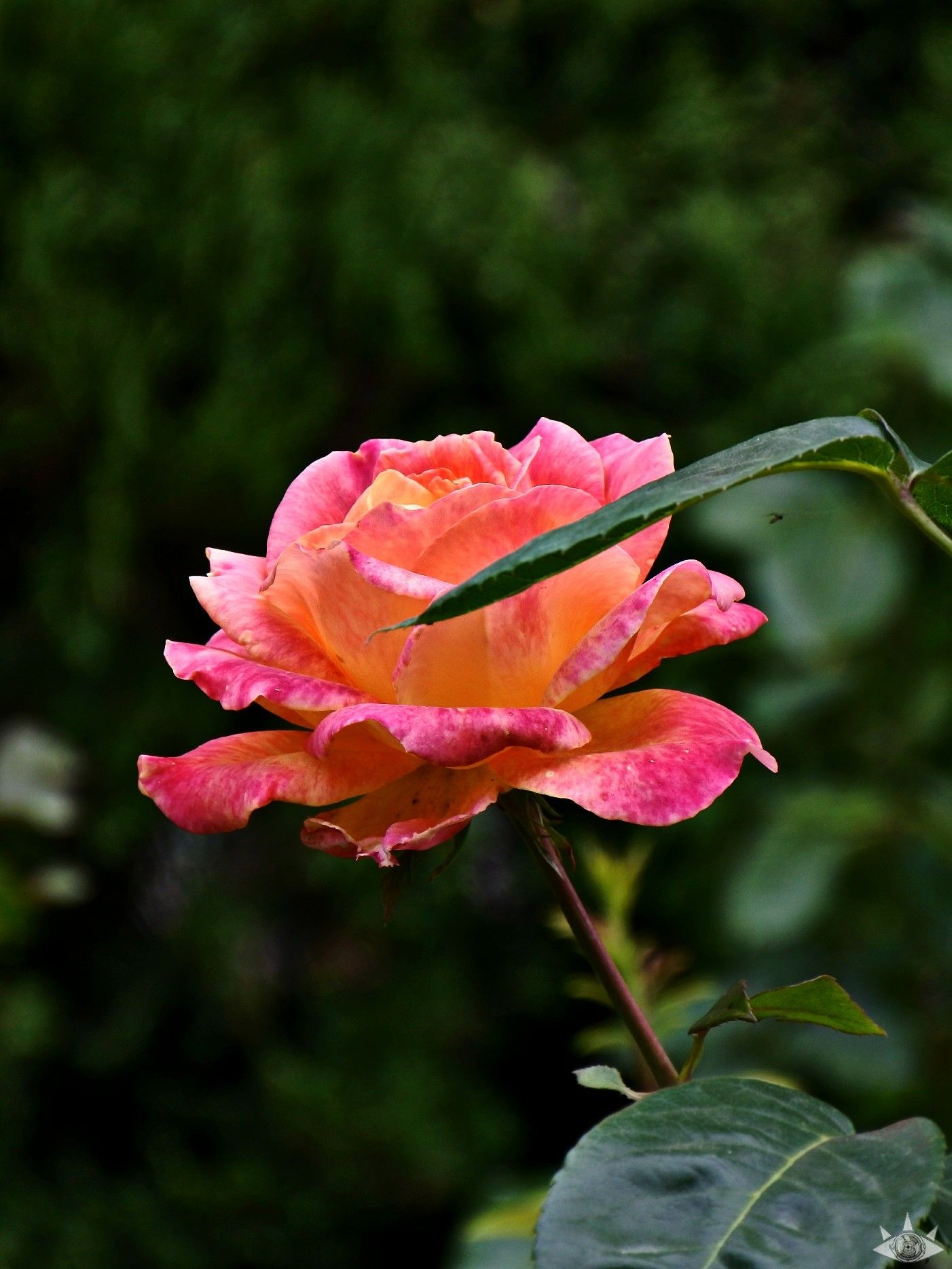 1402x1869  Пин на доске Мои работы