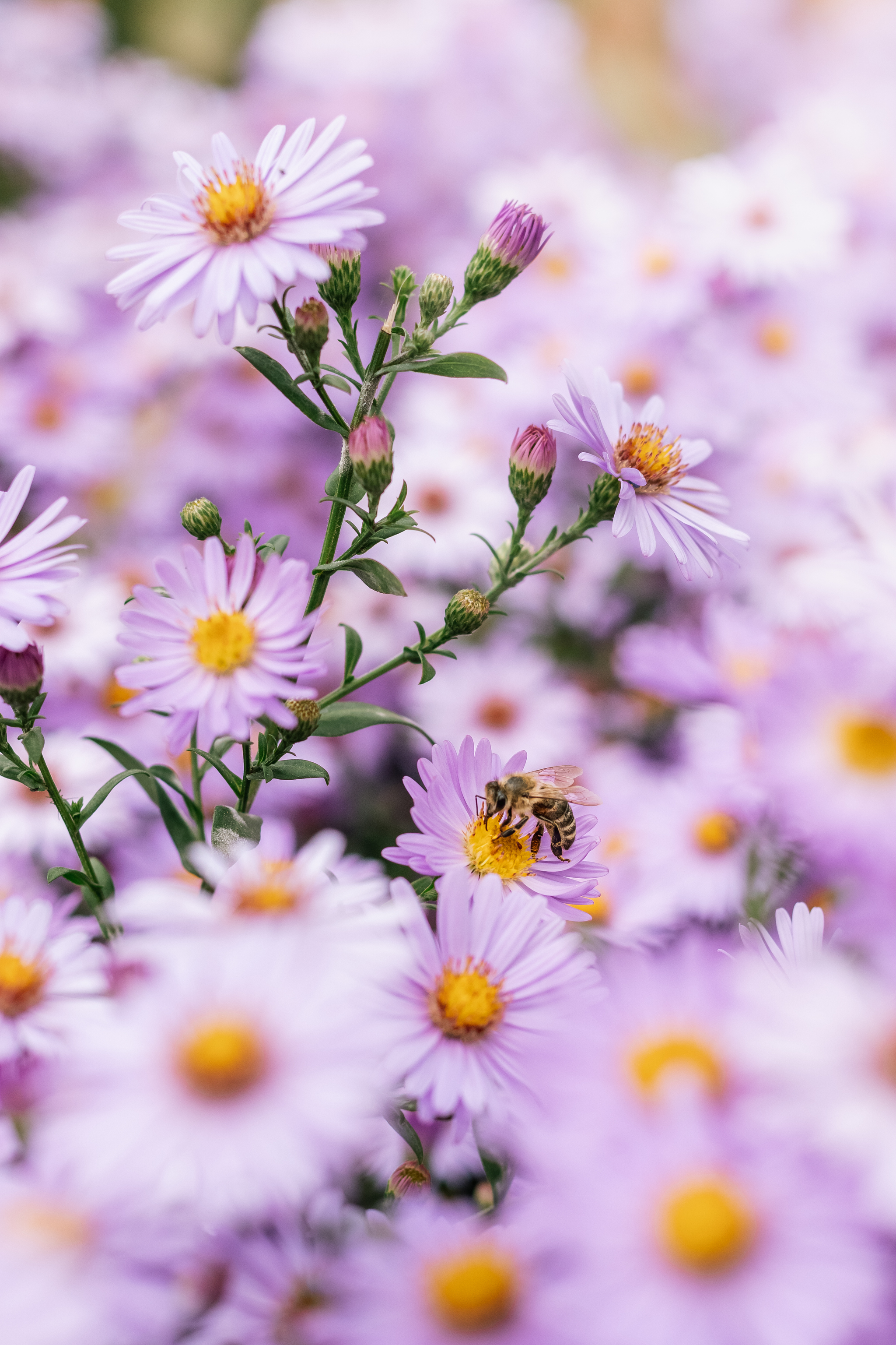 2048x3072  Море сентябринок | Пикабу